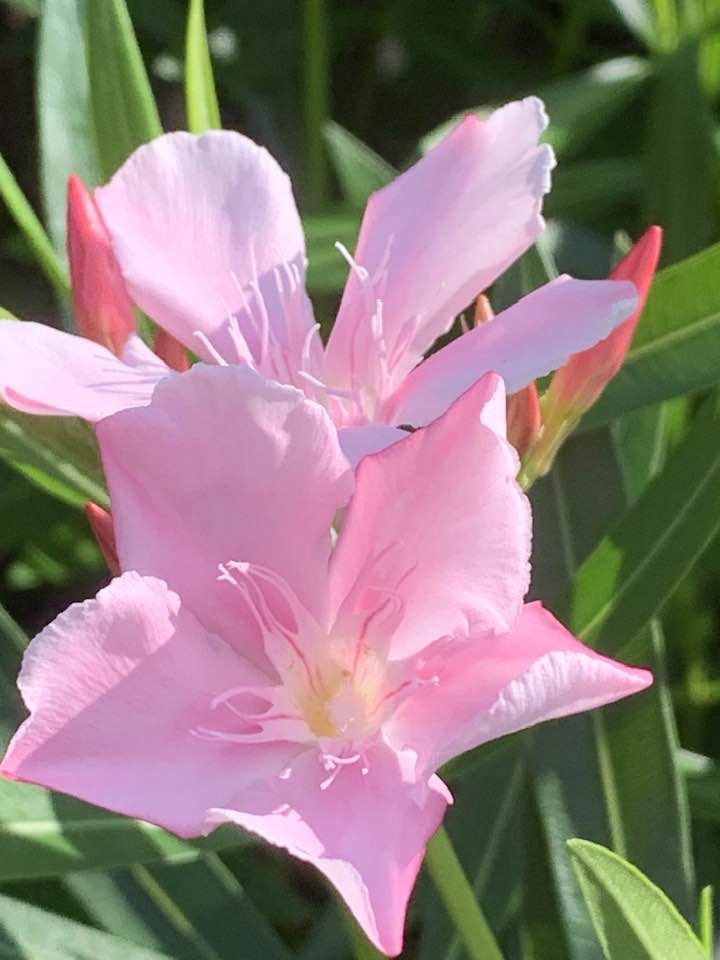 上品ピンクいろです 夾竹桃の花🩷