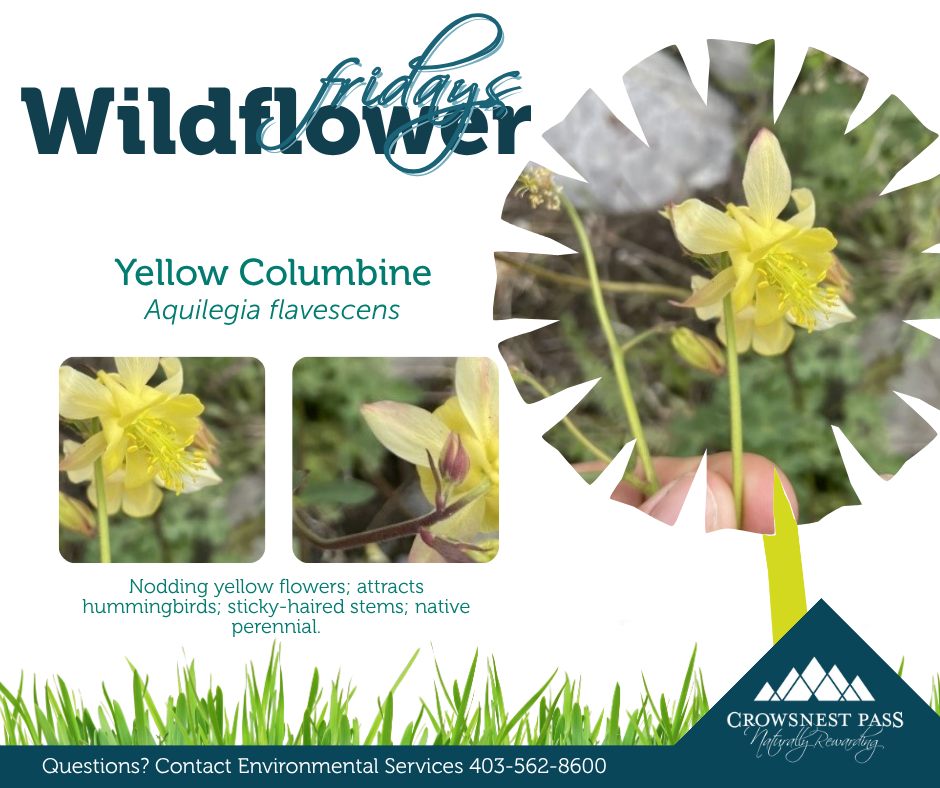 Municipality - Yellow Columbine (Aquilegia flavescens) is a beautiful ...