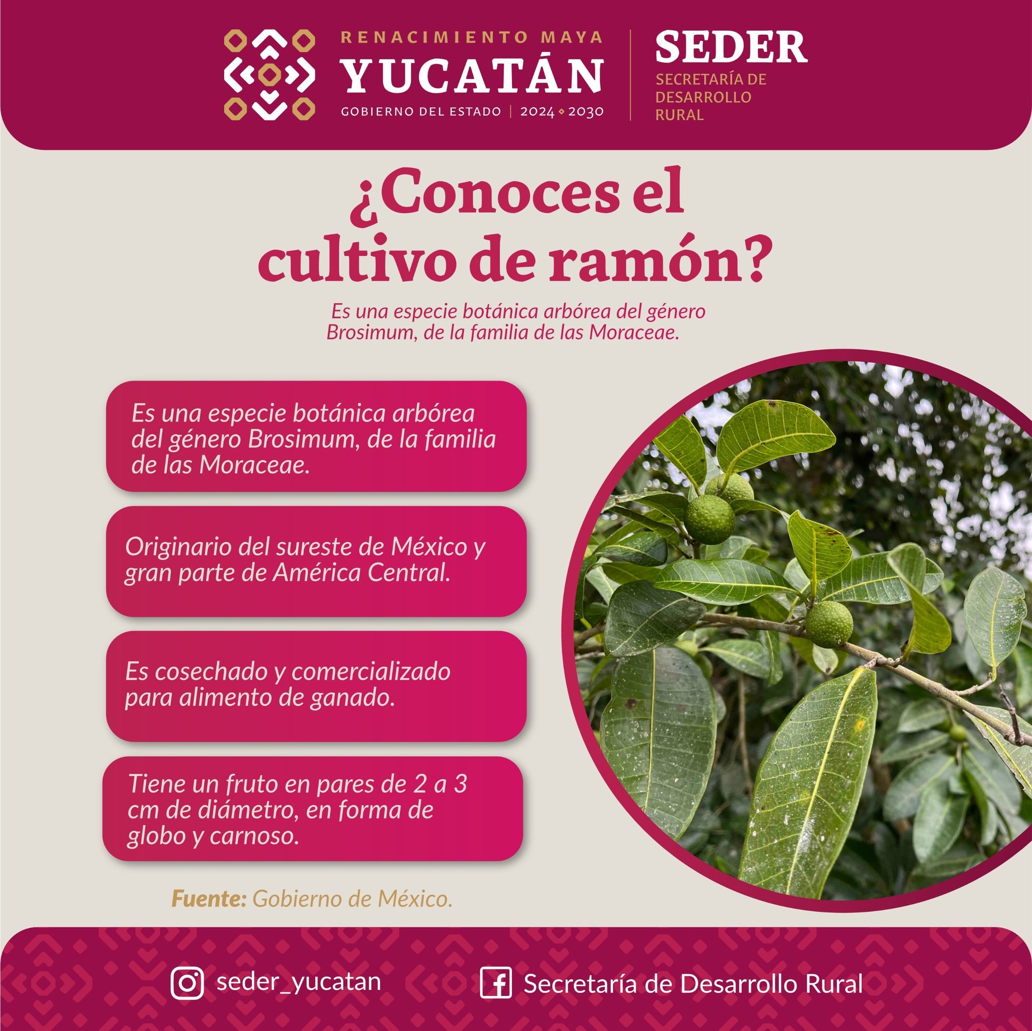 Secretaría - El árbol de ramón no solo es parte de nuestra riqueza ...