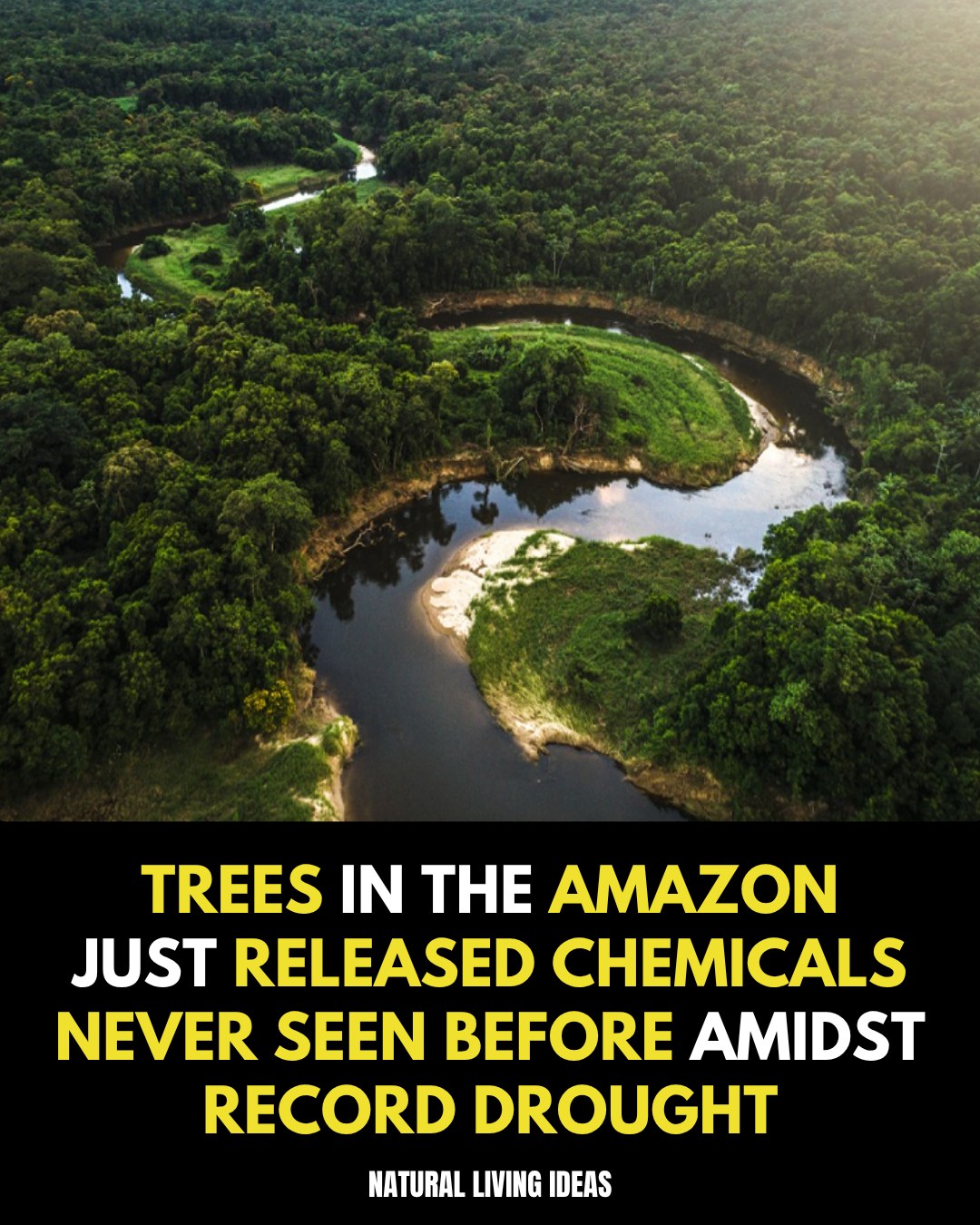 The Amazon rainforest is under intense stress from record-breaking