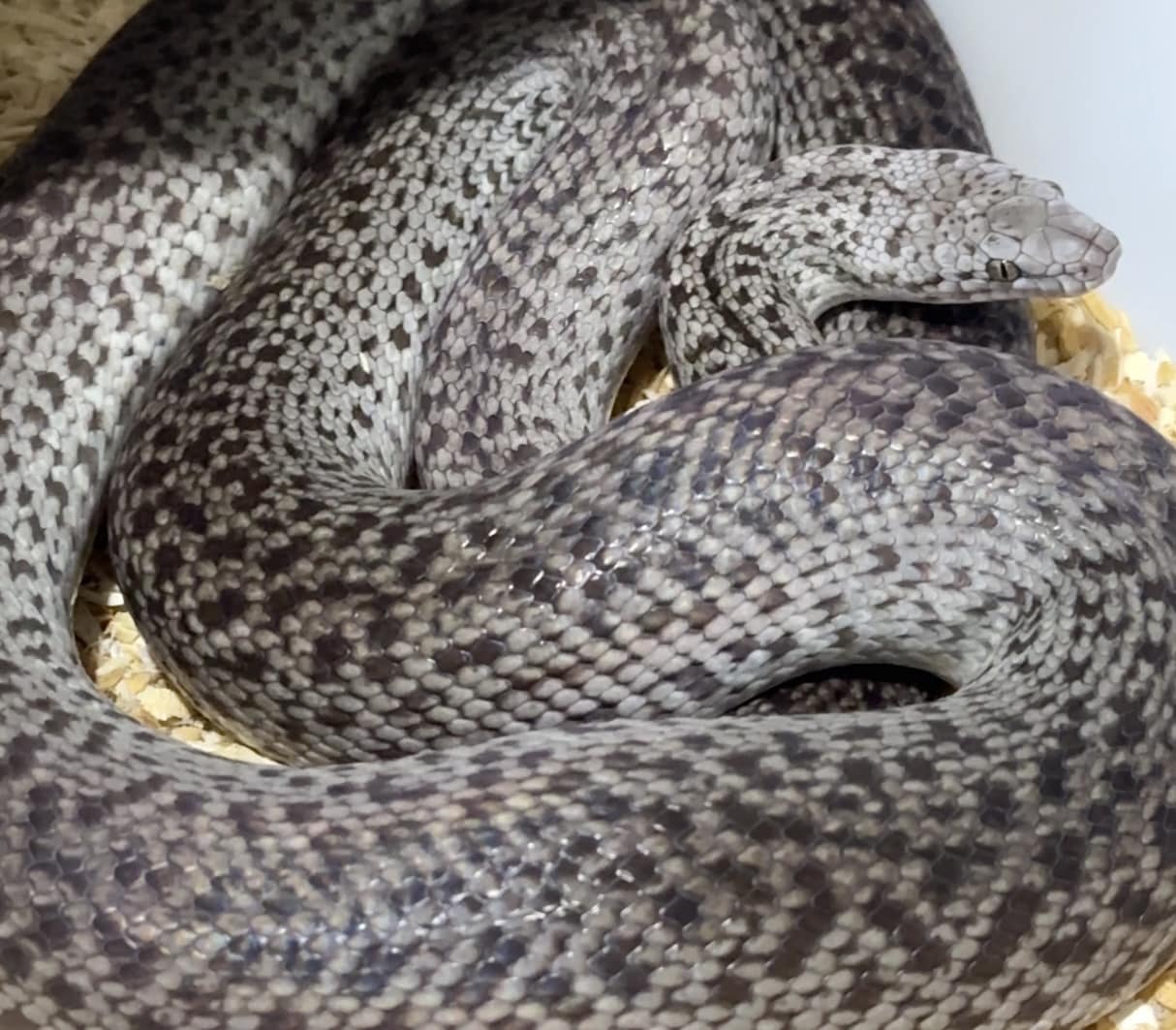 Snake Sanctum - This platinum granite spotted python has... | Facebook