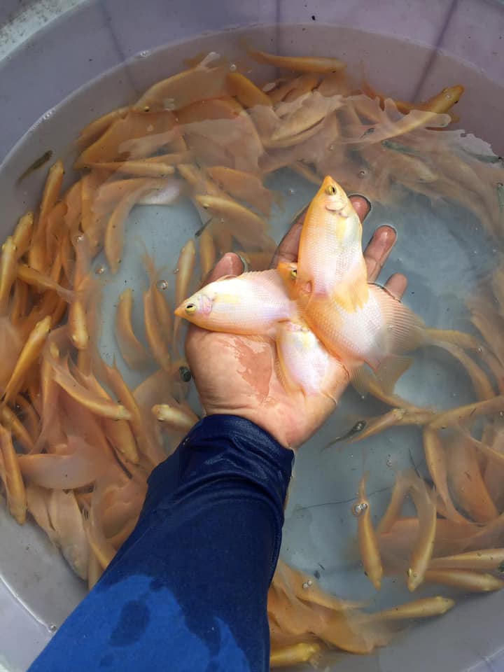 Moko Fish Bandar Lampung