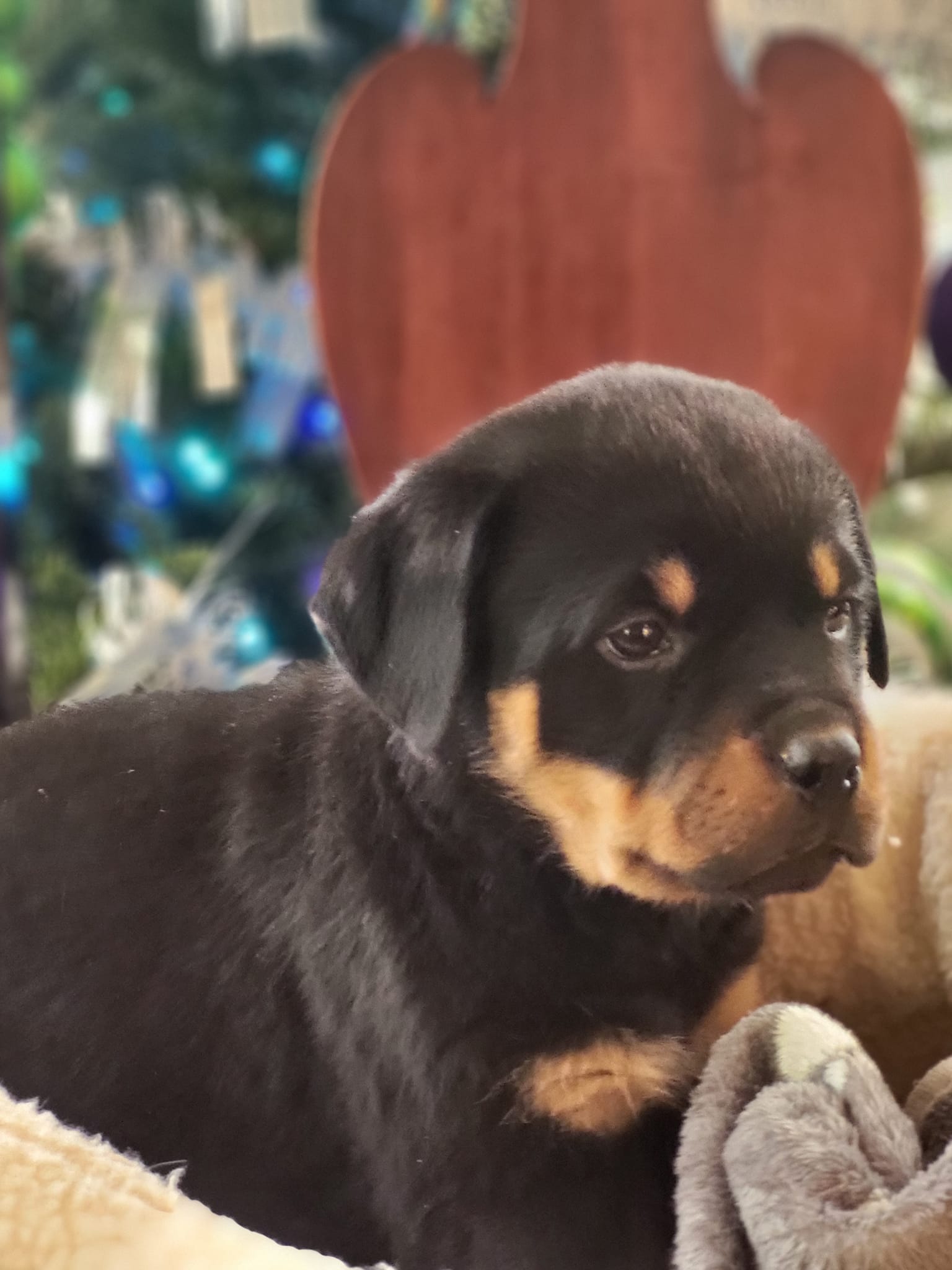 Sim's Rottweilers