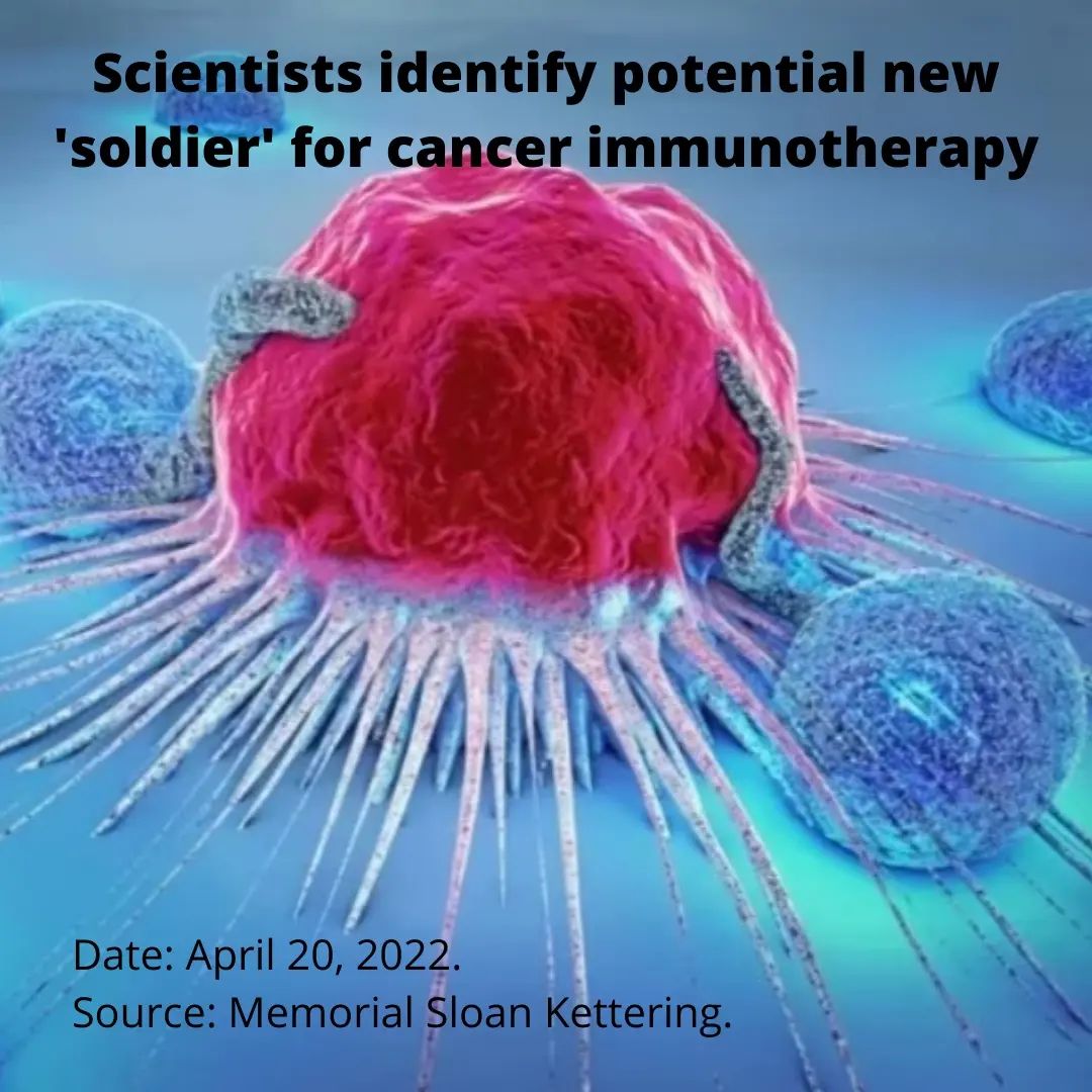 Pro - The new cells, which the scientists have dubbed killer innate ...