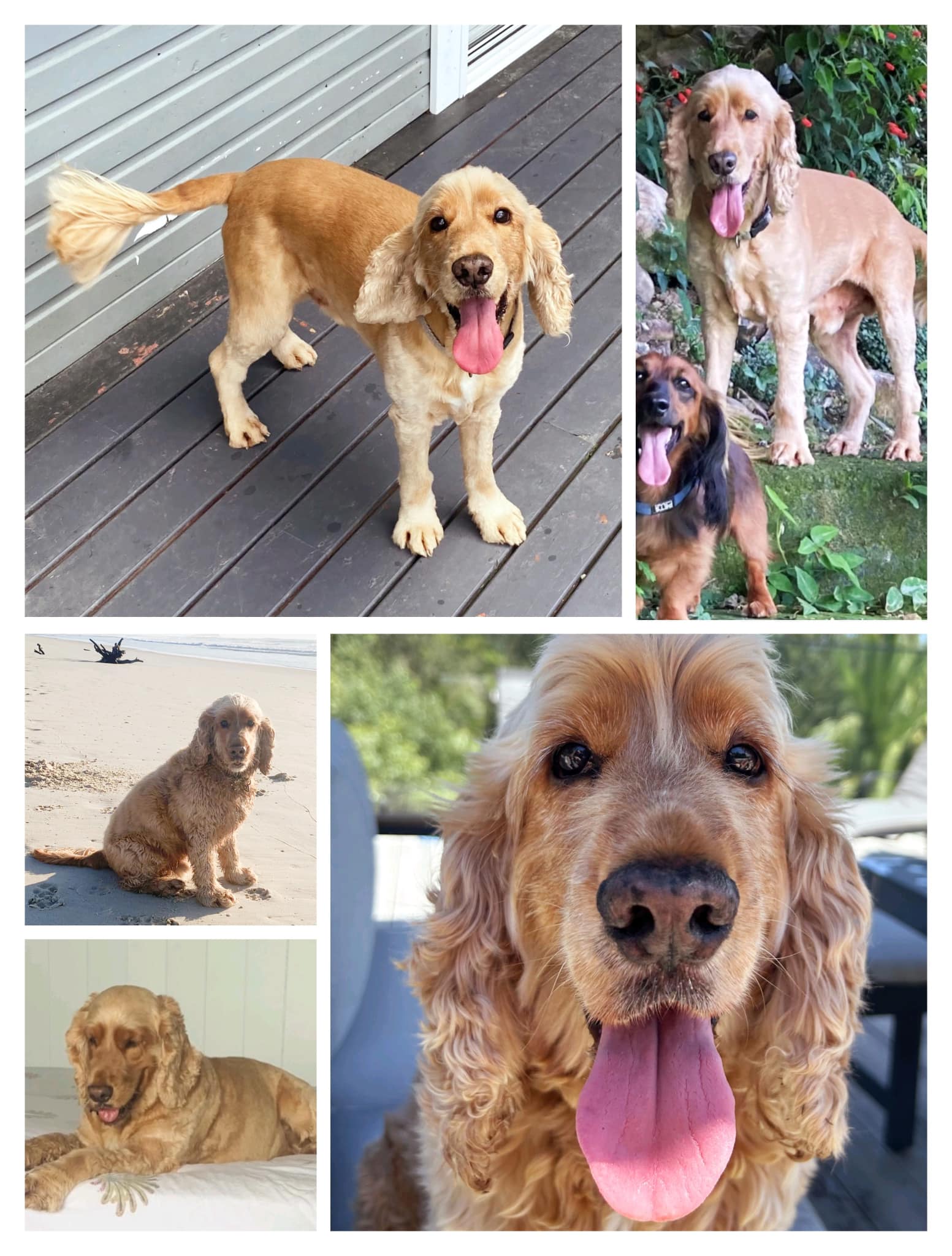 Byron Dog Rescue - CAWI | Brunswick Heads NSW