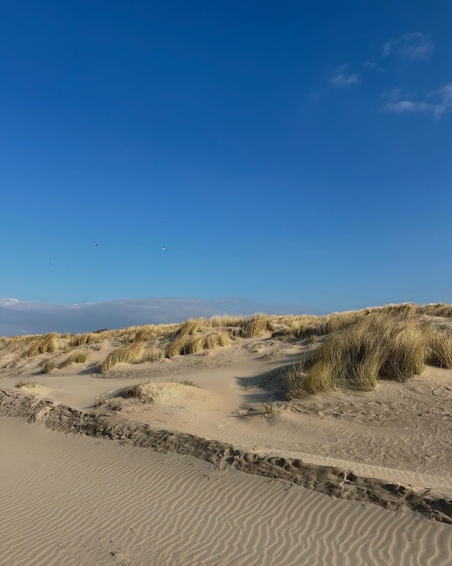 Dune du Clémot | Blankenberge