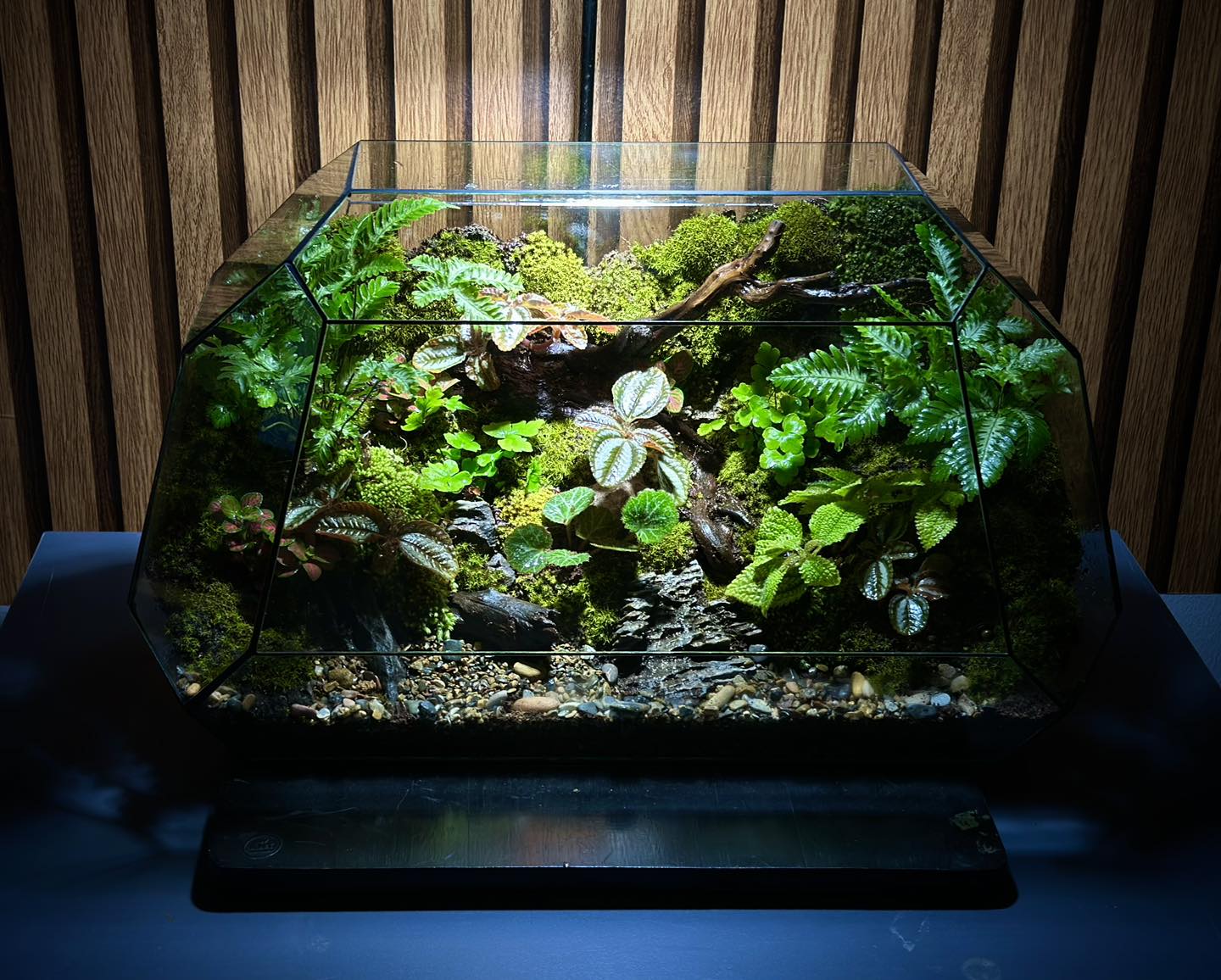 ant-terrarium-ant-terrarium-added-a-new-photo
