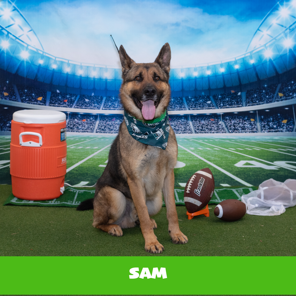 ACCT - Meet Sam ACCT-A-212026! Sam is a 4-year-old male who was brought ...