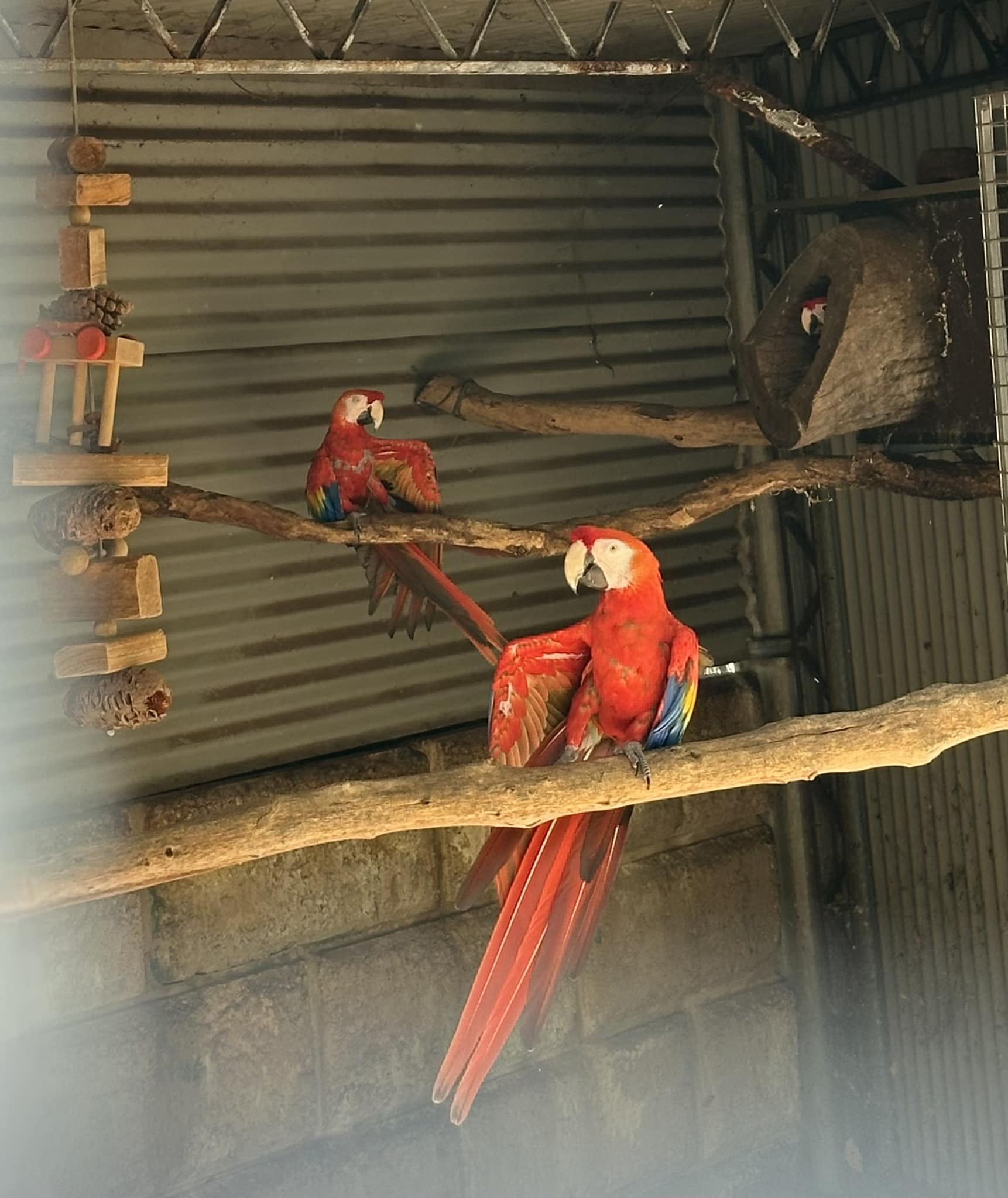 Curated visual reference: Fresh Look at Macaws