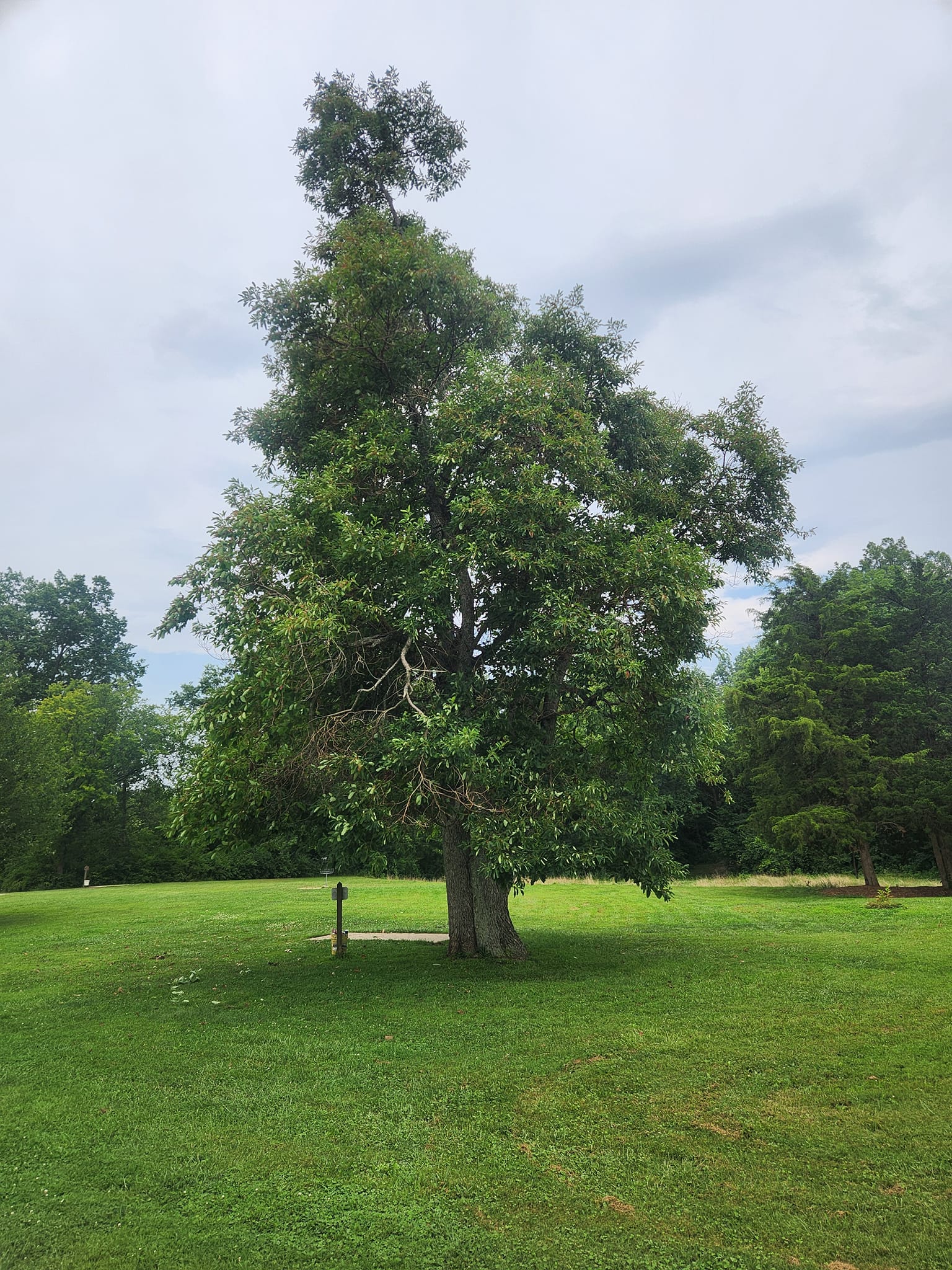 Quail Ridge Specimen Trees