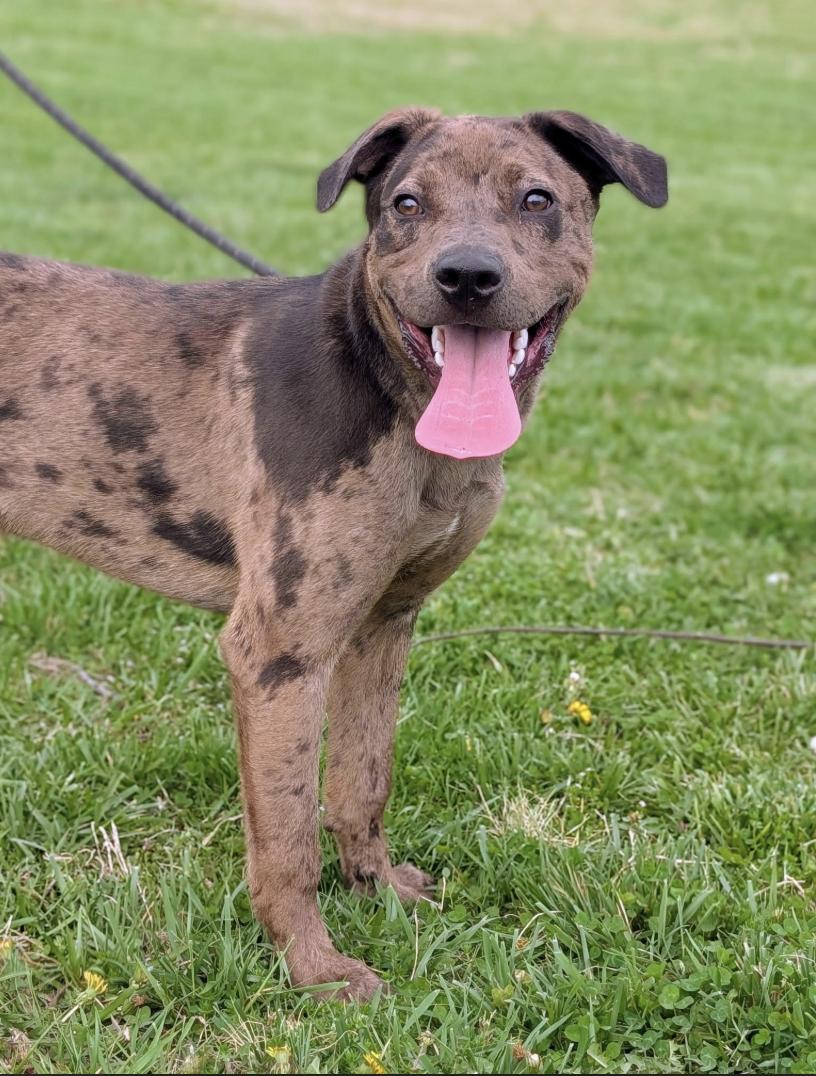 Great Dog Rescue New England - UPDATE : ADOPTION PENDING If you missed ...