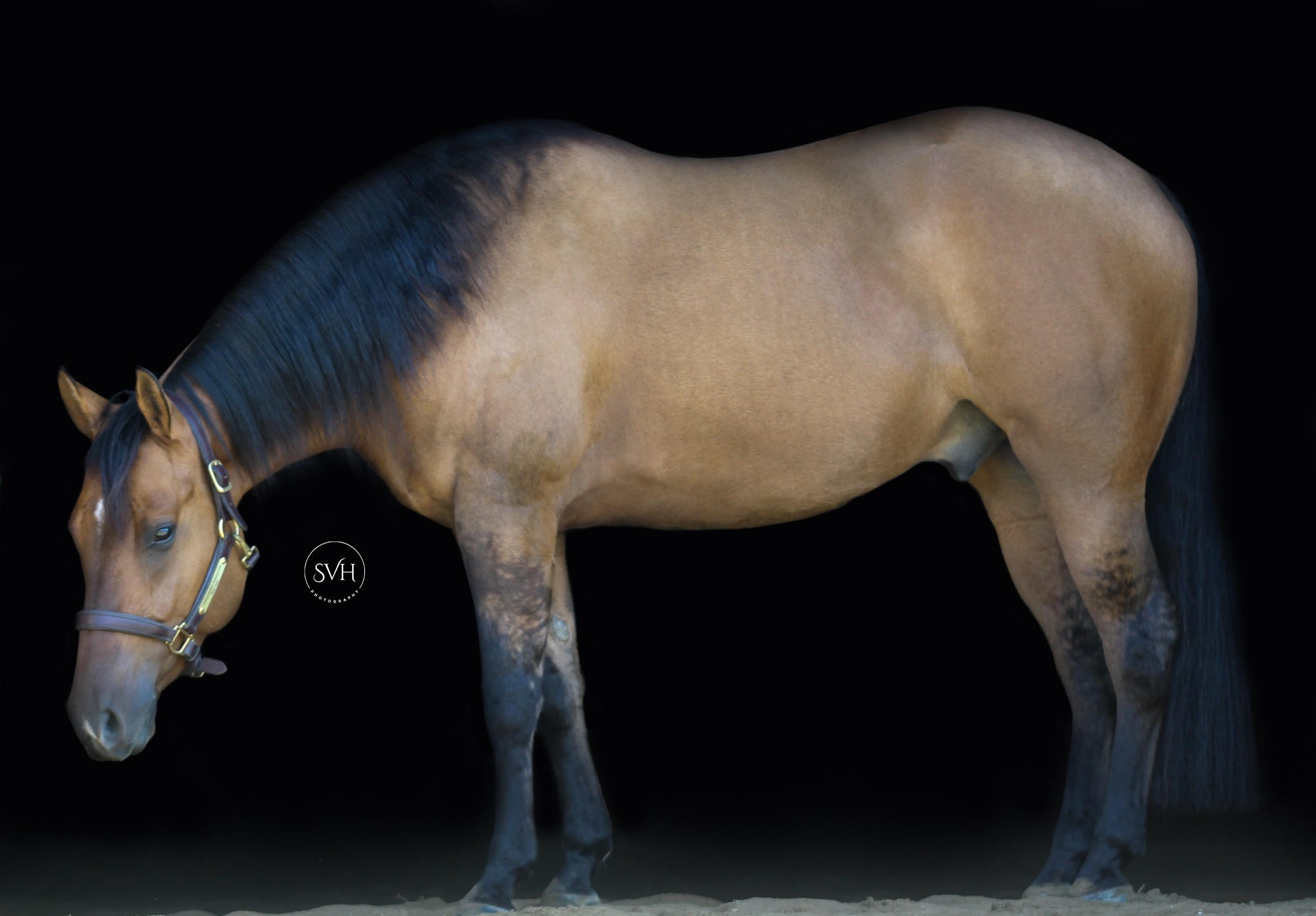 professional-horse-services-llc-shop-now-bid-now-december