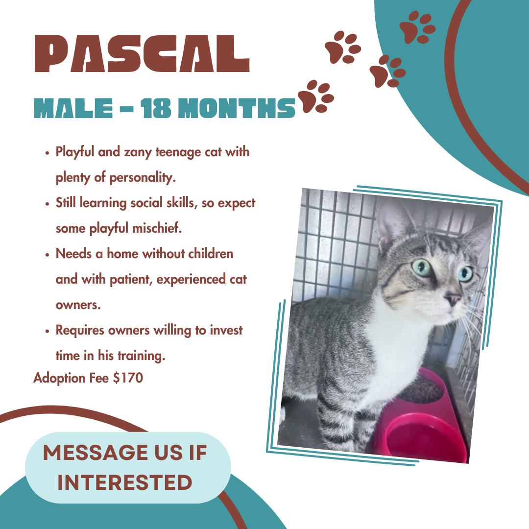 🚨 Urgent: Pascal Needs... - Bowen Collinsville Pet Rescue Inc | Facebook