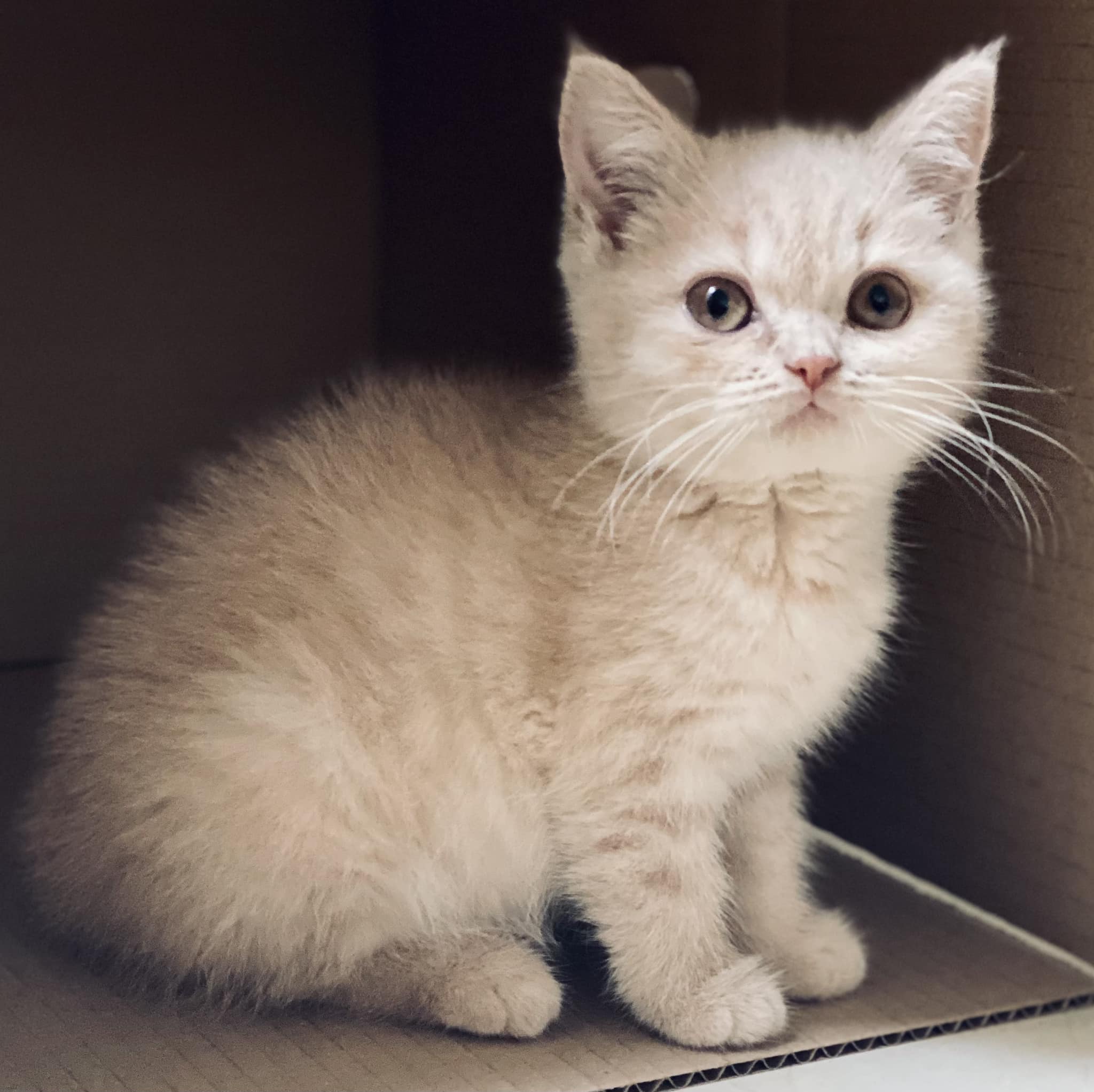 Gatos - El cachorro británico de pelo corto color crema es un gatito ...