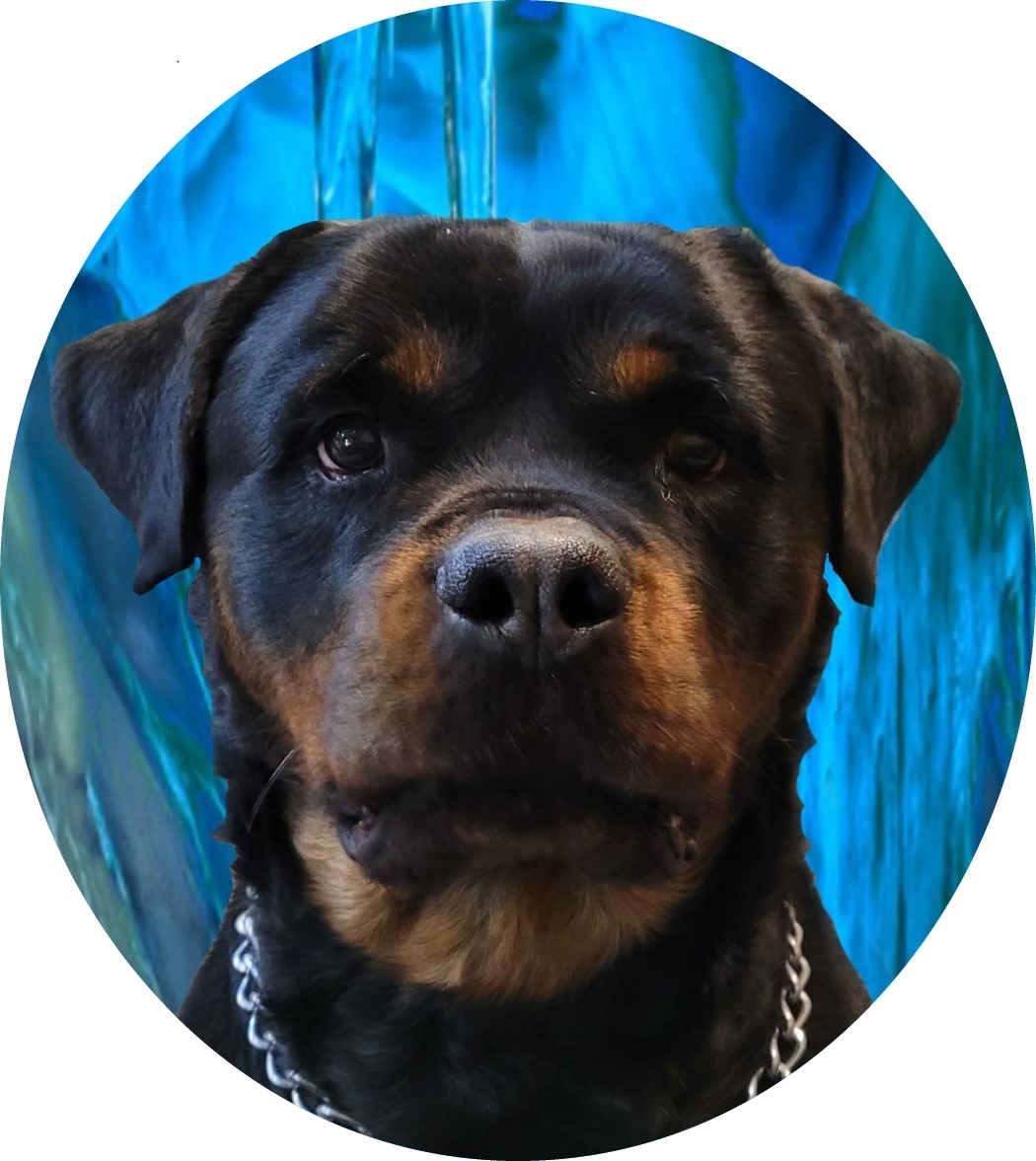🚨Proctor House Rottweilers🚨 Candy Rotco-Roler 🏆Sire: Ch. Rex Timit-Tor ...