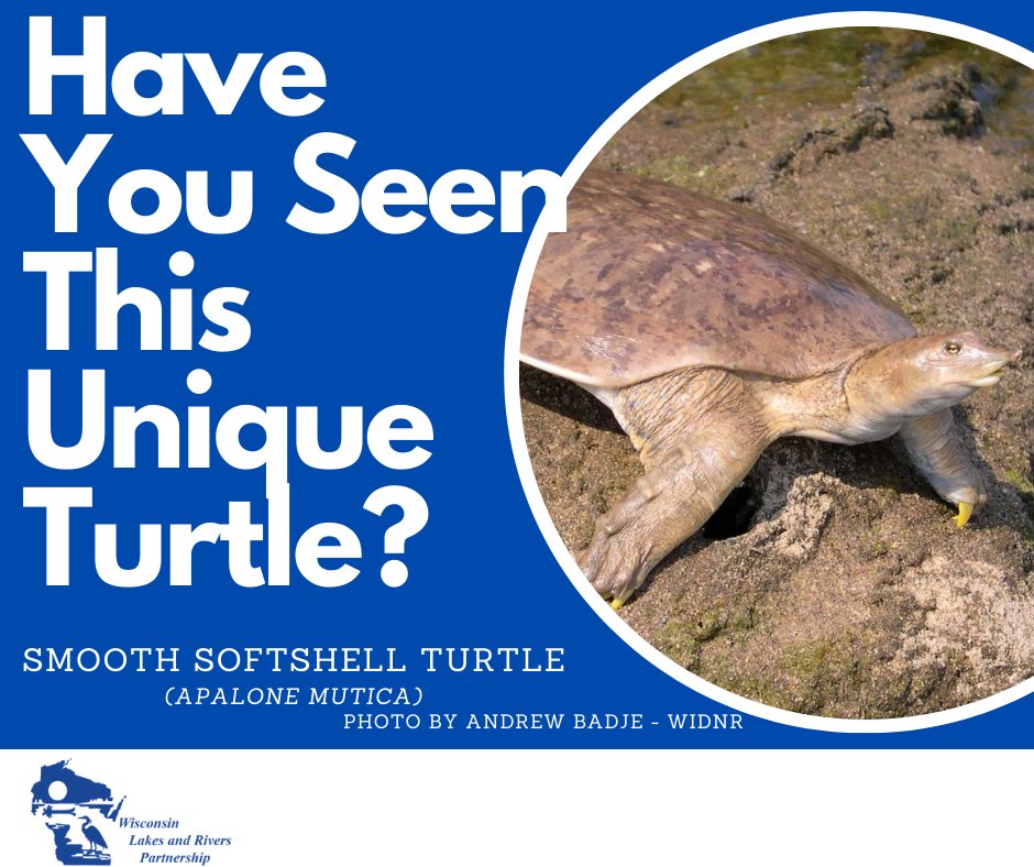 Wisconsin - 🐢🐢 Smooth Softshell turtles are fascinating creatures that ...
