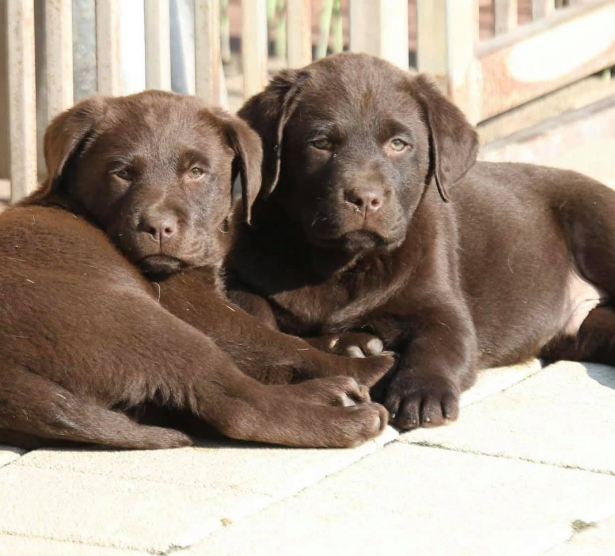 น้องสาว ทางซ้าย / ส่วนผม ทางขวา คับ 🐻🐻 - Dobby Bambii labrador | Facebook
