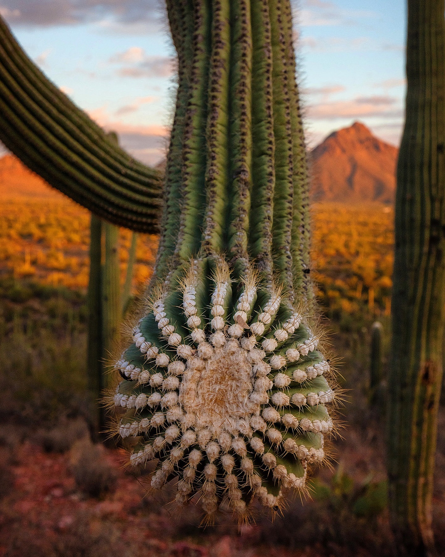 Giant saguaro in Sonoran Desert