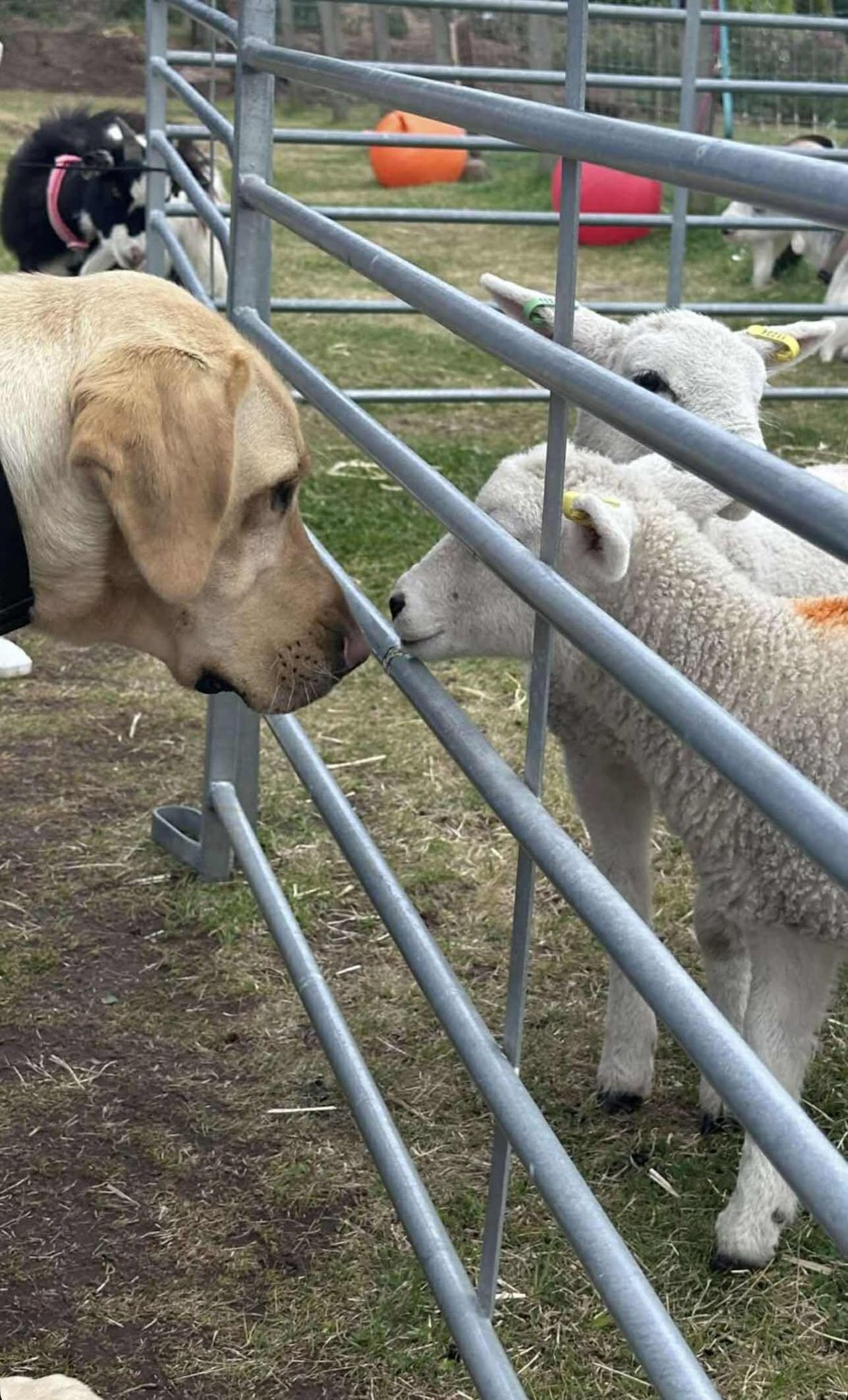 Guide Dogs Scotland | Forfar