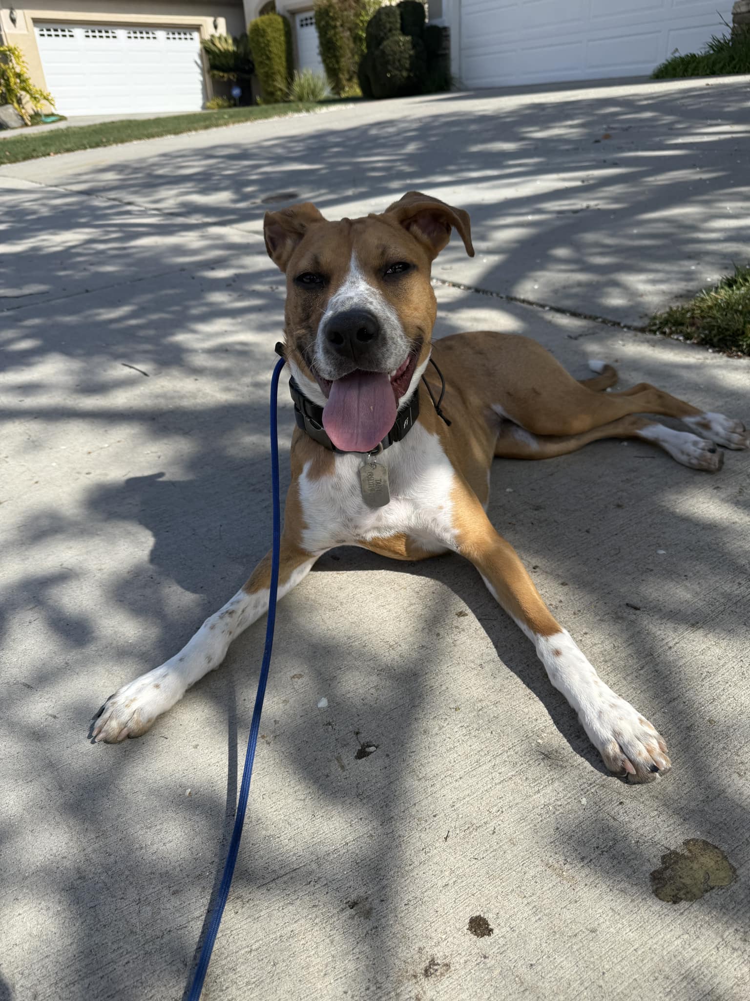 Southern - Hi guys!!! Meet Lily!!! Lily is a 7 month old Shepard mix ...