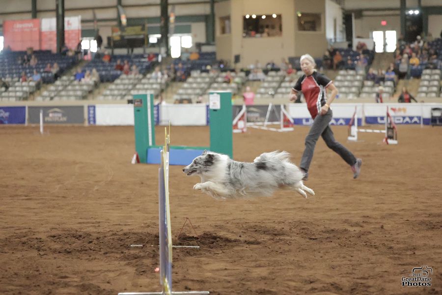 United - The January 2025 issue of the USDAA OVERview e-news is now ...