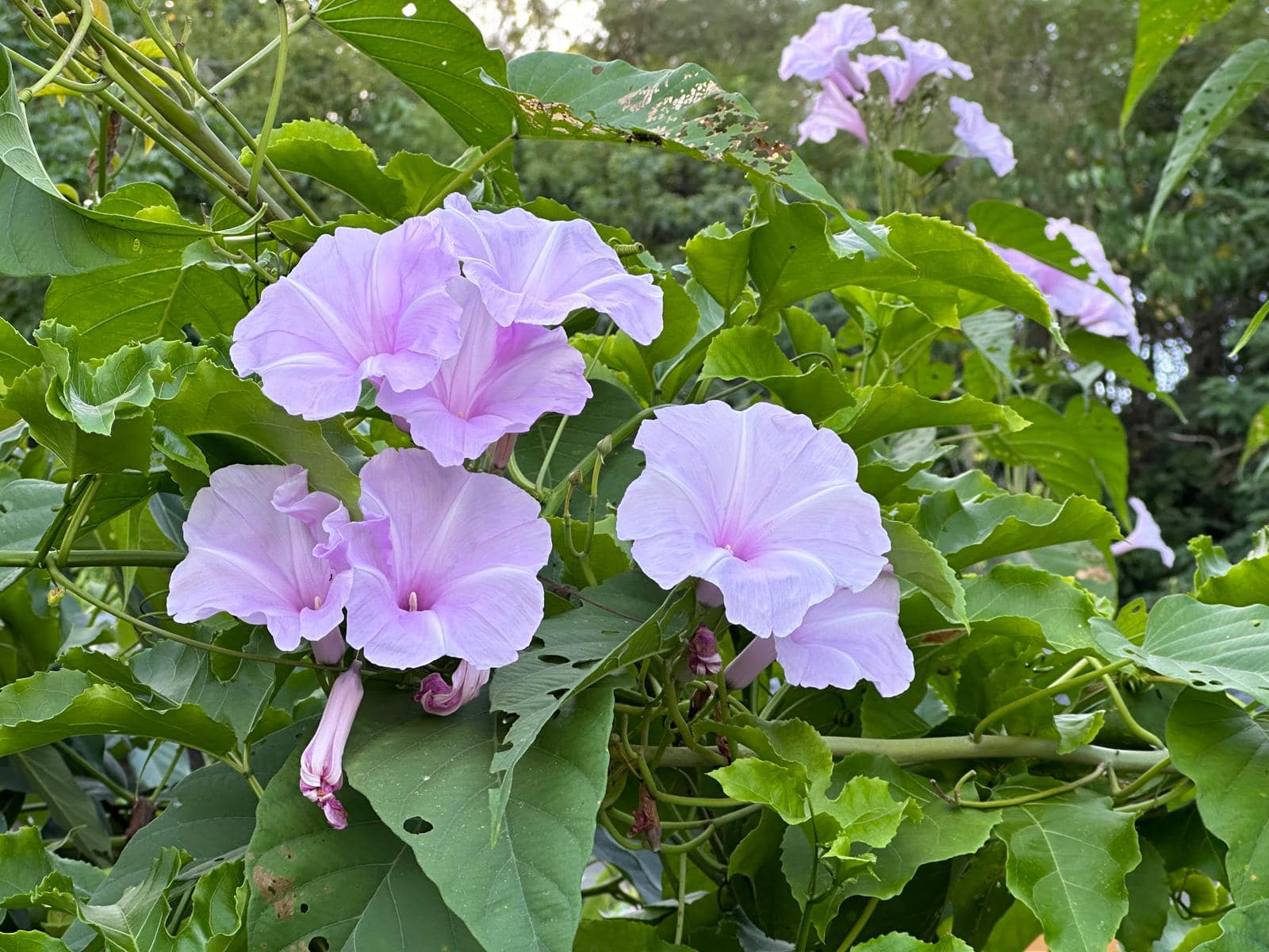 印度璇花，很像牽牛，因為不攀藤蔓，是灌木叢，所以也有一個名字是木本