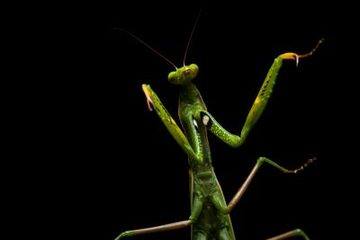 The Voice of Sikkim - #MustRead WHAT FEMALE INSECT KILLS THE MALE ...