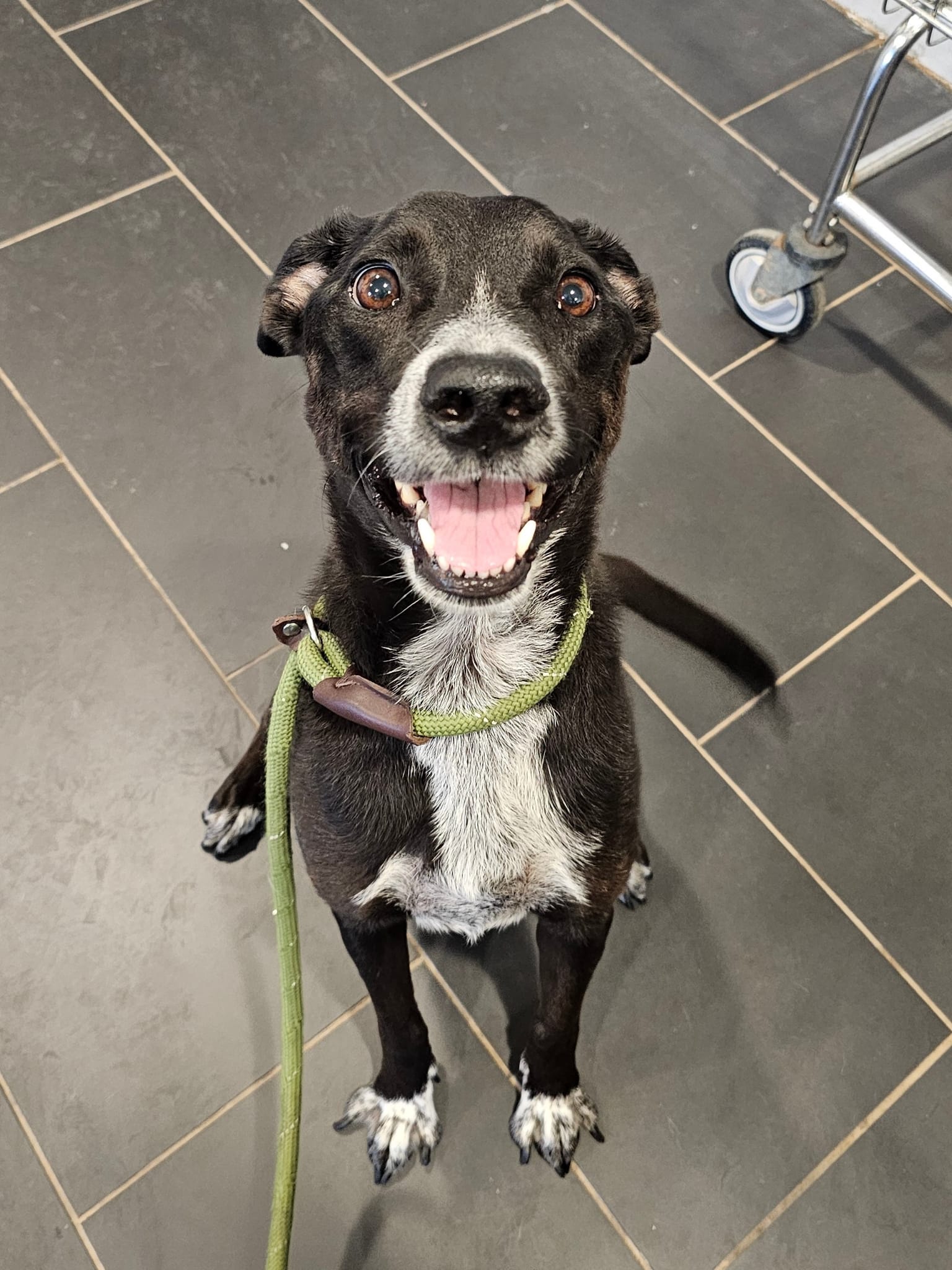 Pennsylvania - Greta 6 year old female lab/cattle/pittie mix Open to ...