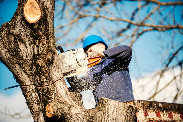 Buchanan Tree Expert LLC | Northampton PA