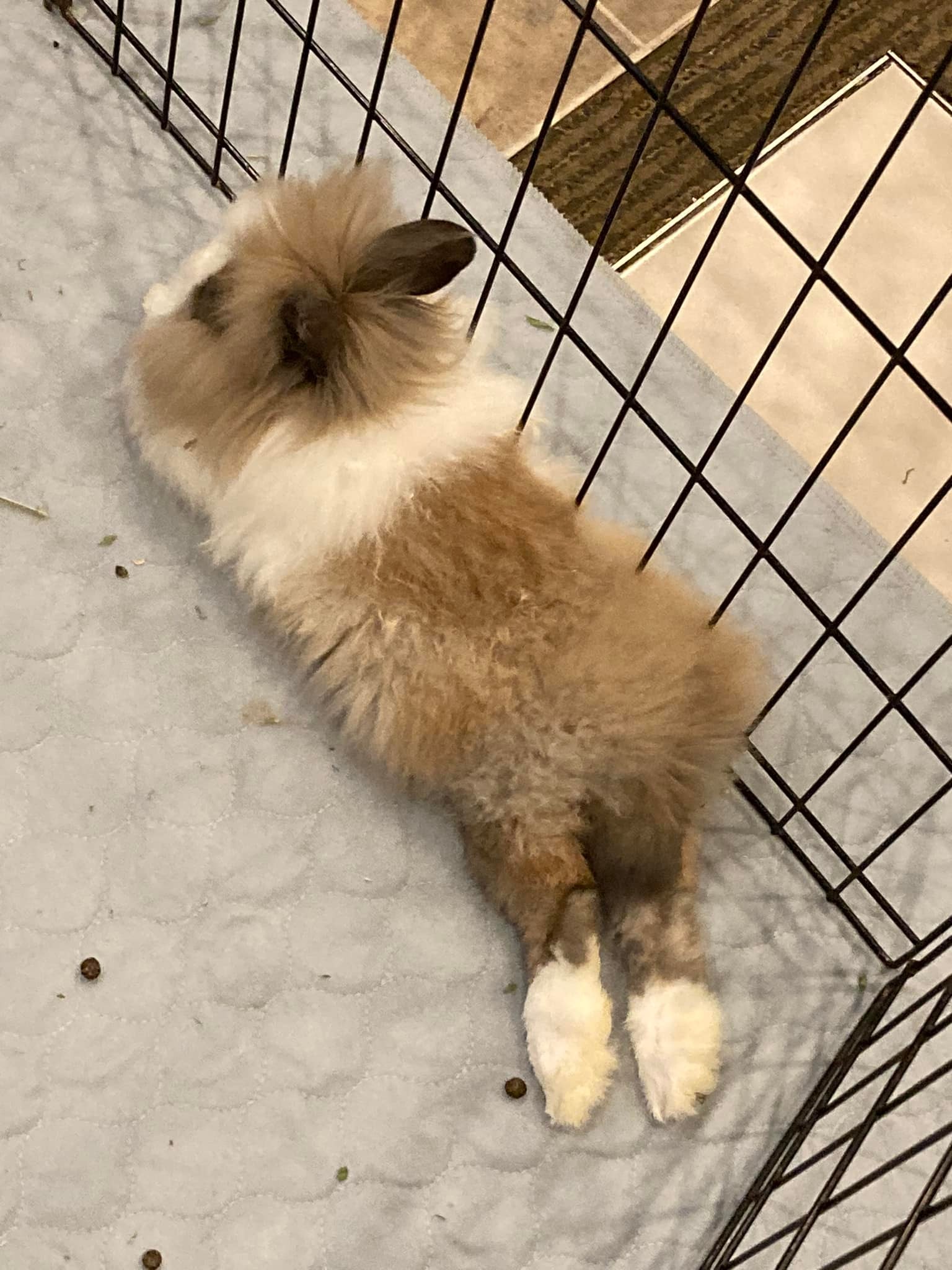 Ohio House Rabbit Rescue | Worthington OH