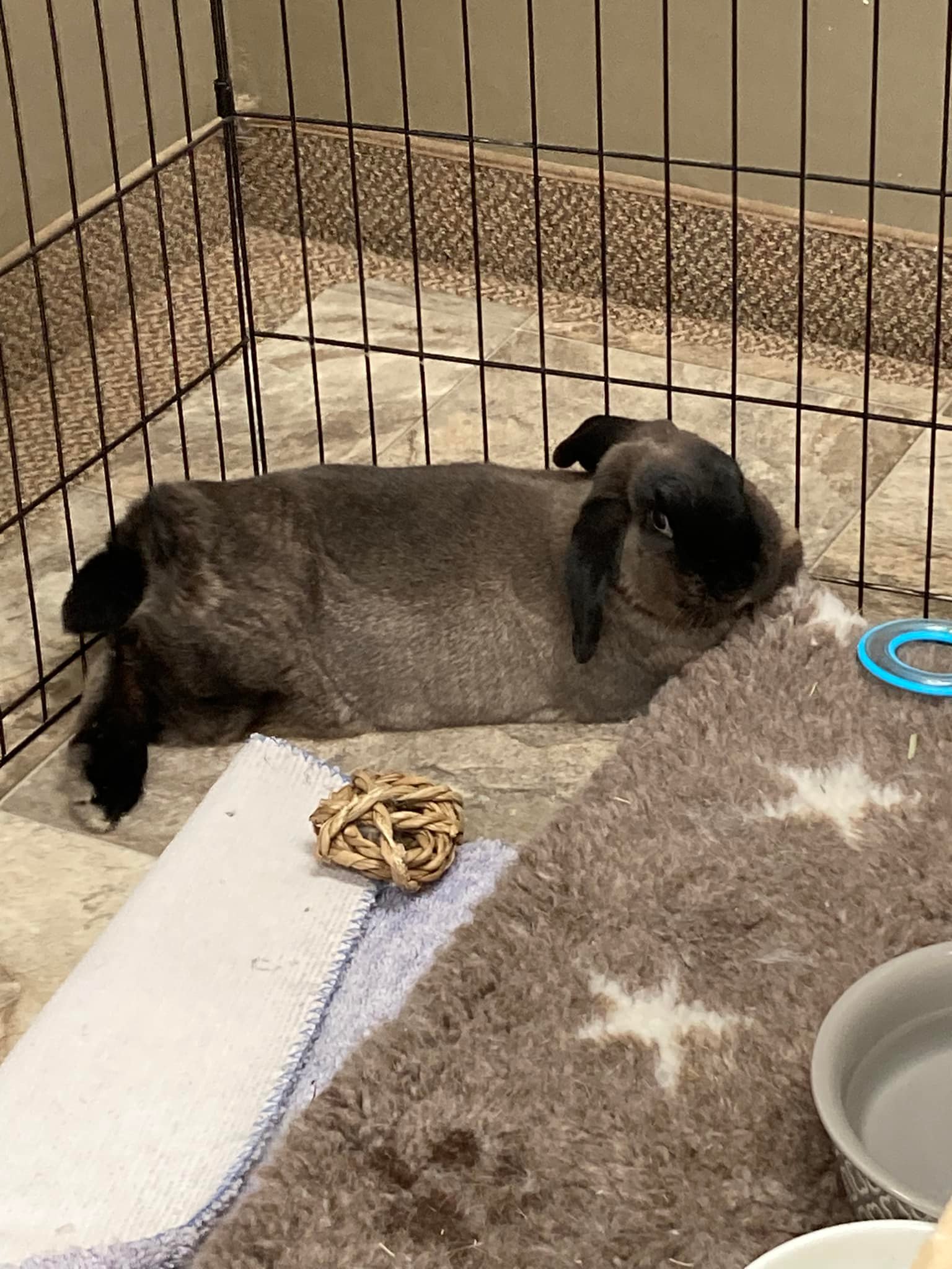 Ohio House Rabbit Rescue | Worthington OH
