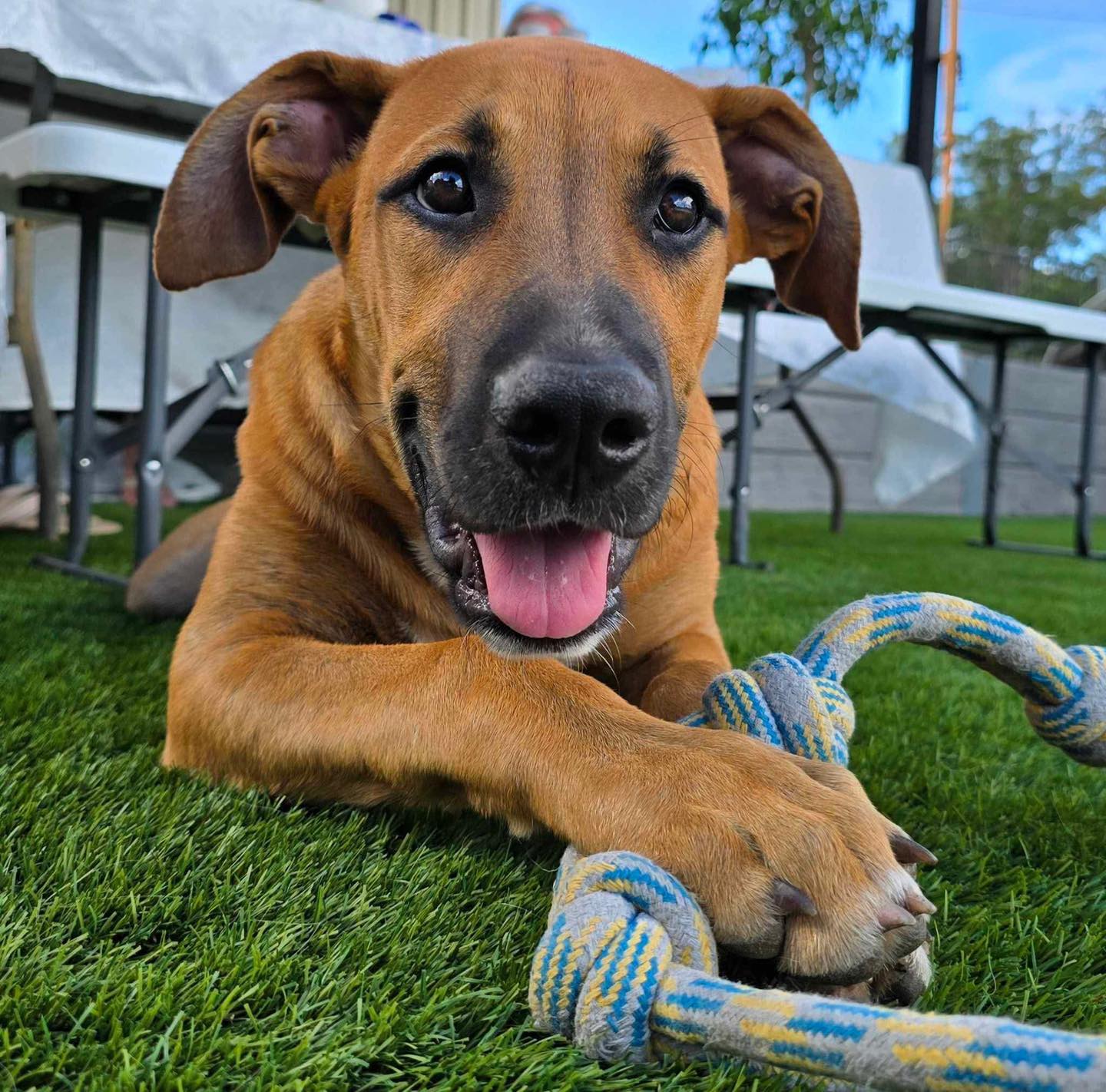 Rhodesian Ridgeback... - Rhodesian Ridgeback Rescue NSW