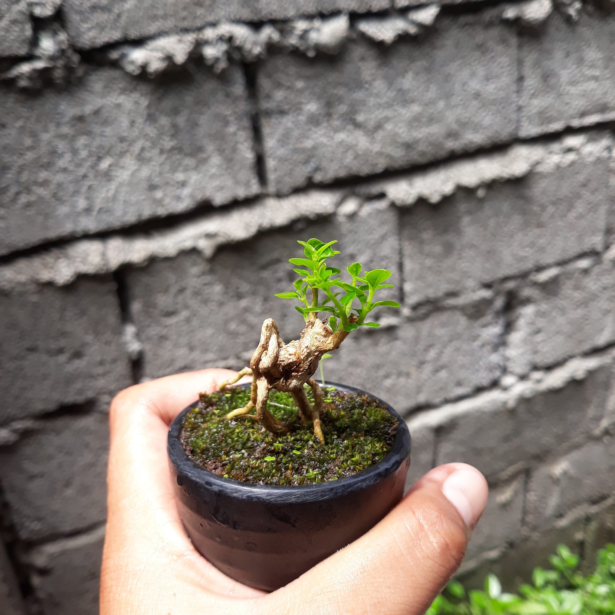 This is premna microphylla also nkown as argao taiwan