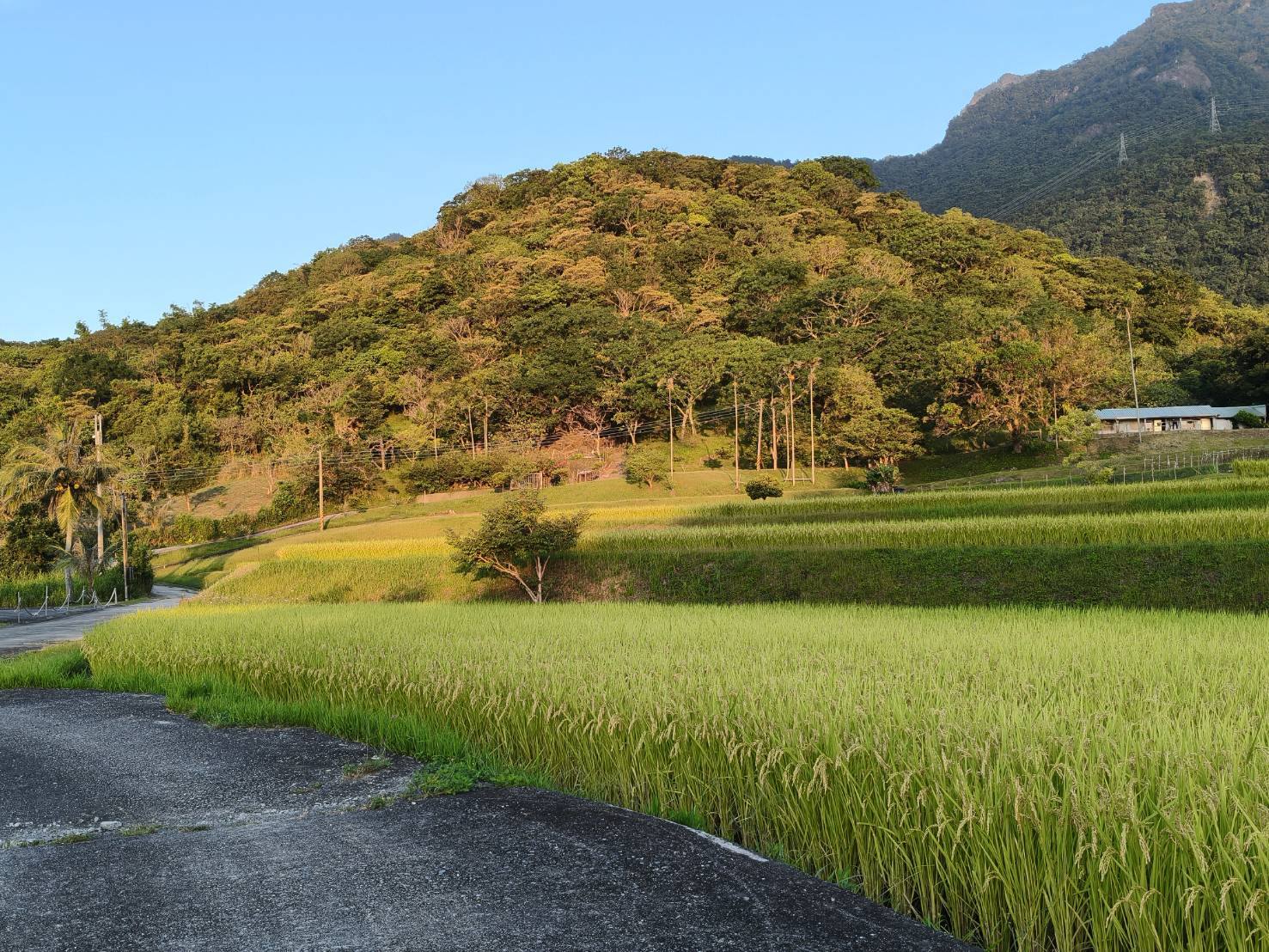 三順莊農場