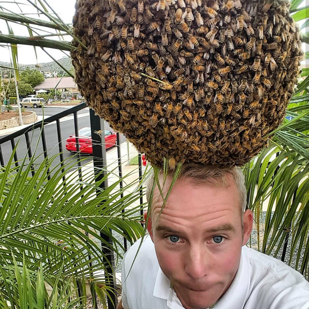 Bee Rescue | San Diego CA