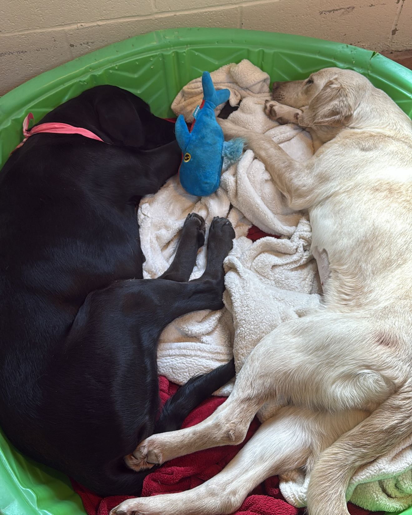 Cincinnati Lab Rescue