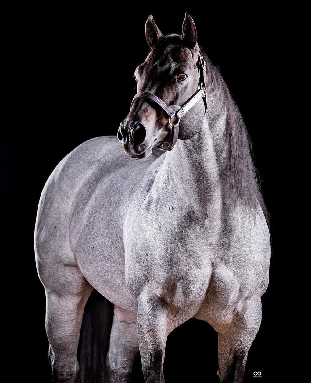Notícias - Streak Of Moon #horse #racing #racinghorse #cavalo # ...