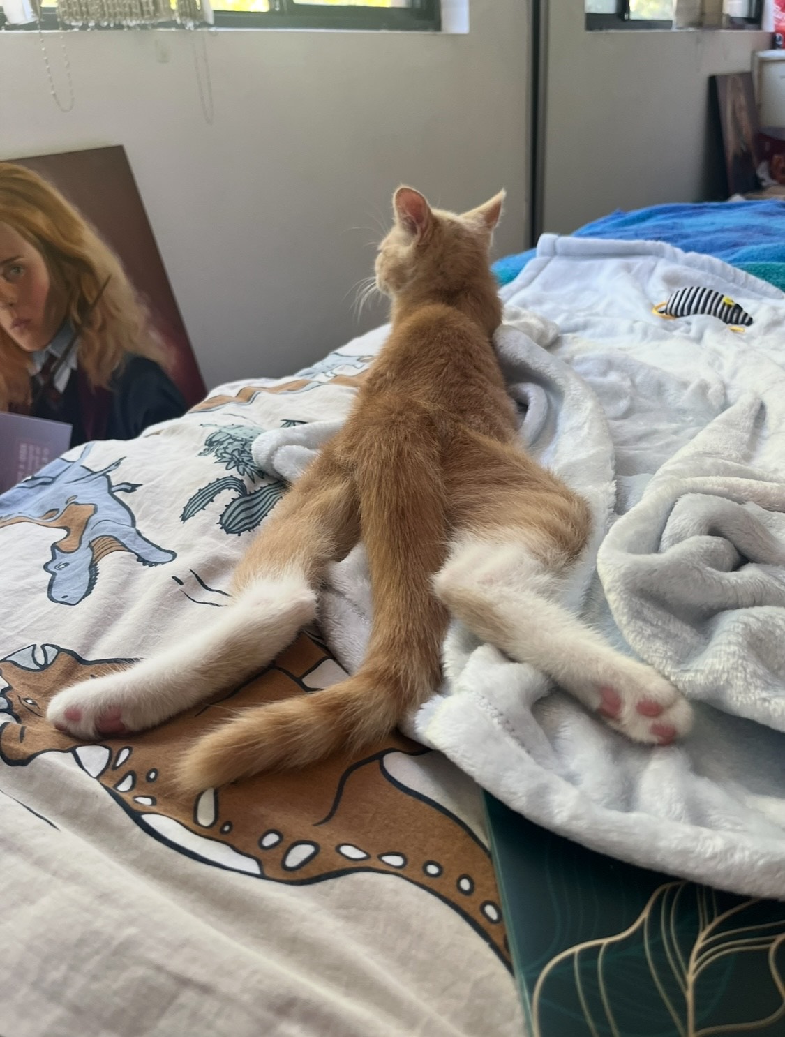 ️HAPPY ADOPTIVERSARY ️ My... - Cat Protection Society NSW