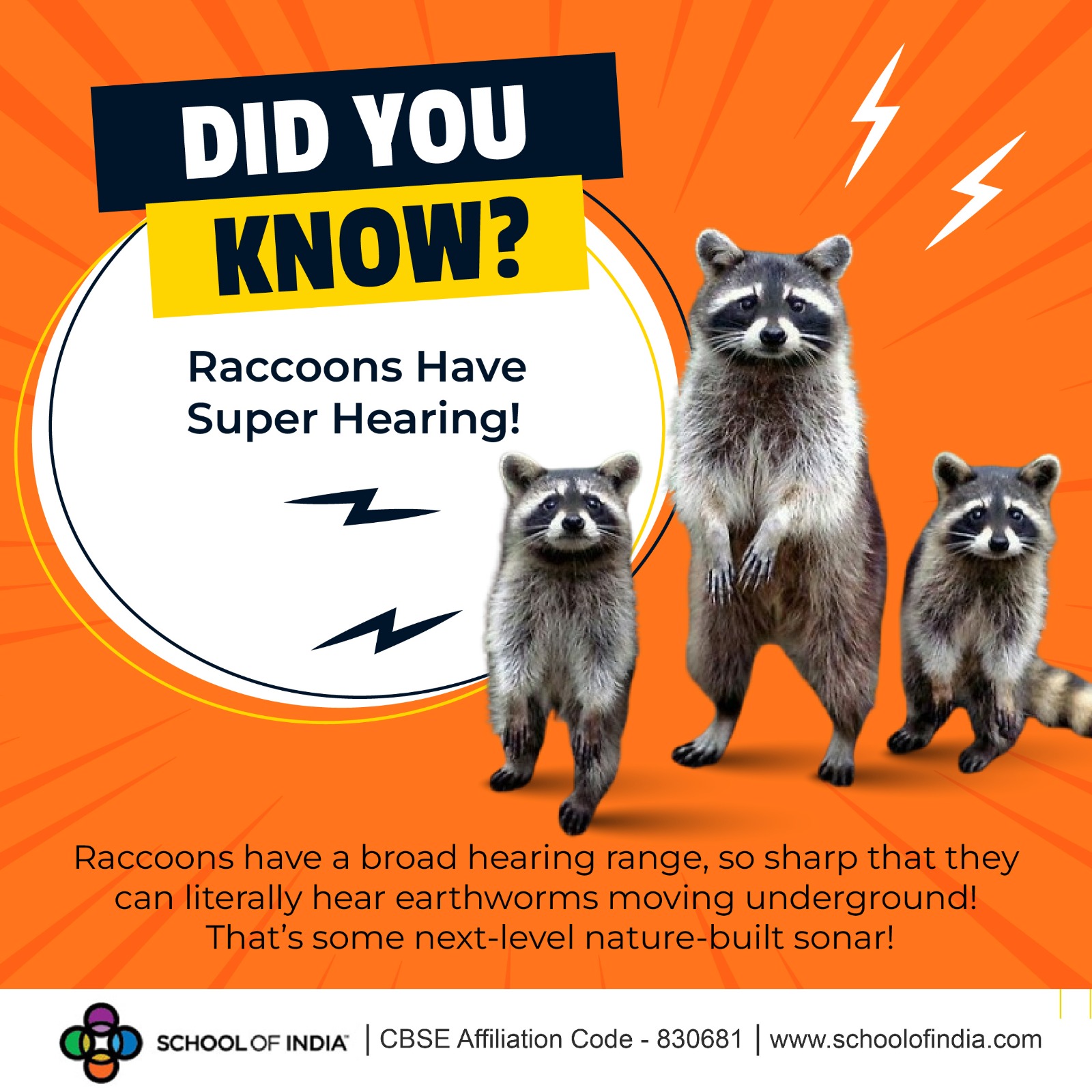 School - Raccoons have a broad hearing range, so sharp that they can ...