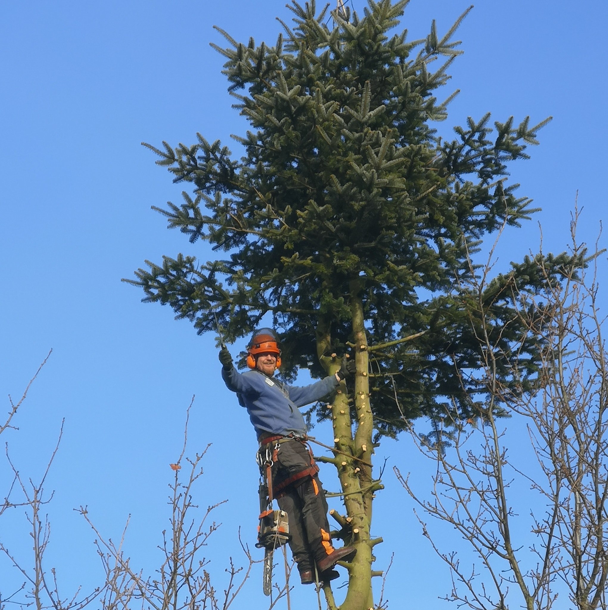 J.D Hall Tree Surgery and Landscape Gardening | Norwich