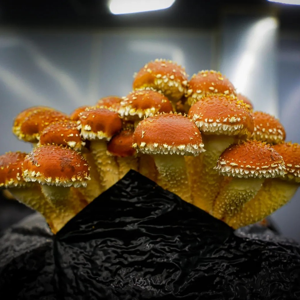 Kowalski's Markets features R&R Mushrooms, 100% USDA-certified organic