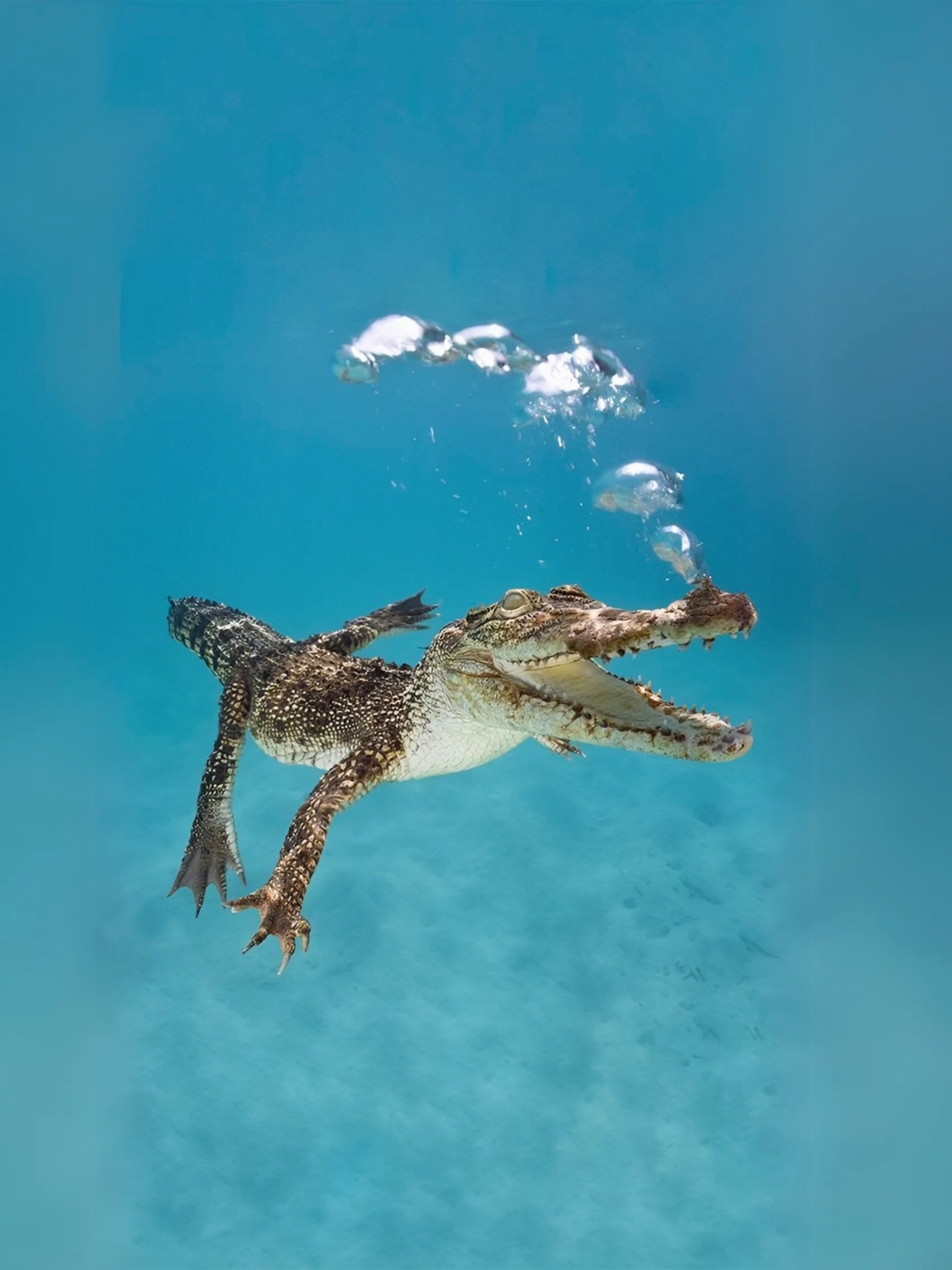 Crocodiles can hold breath underwater for hours