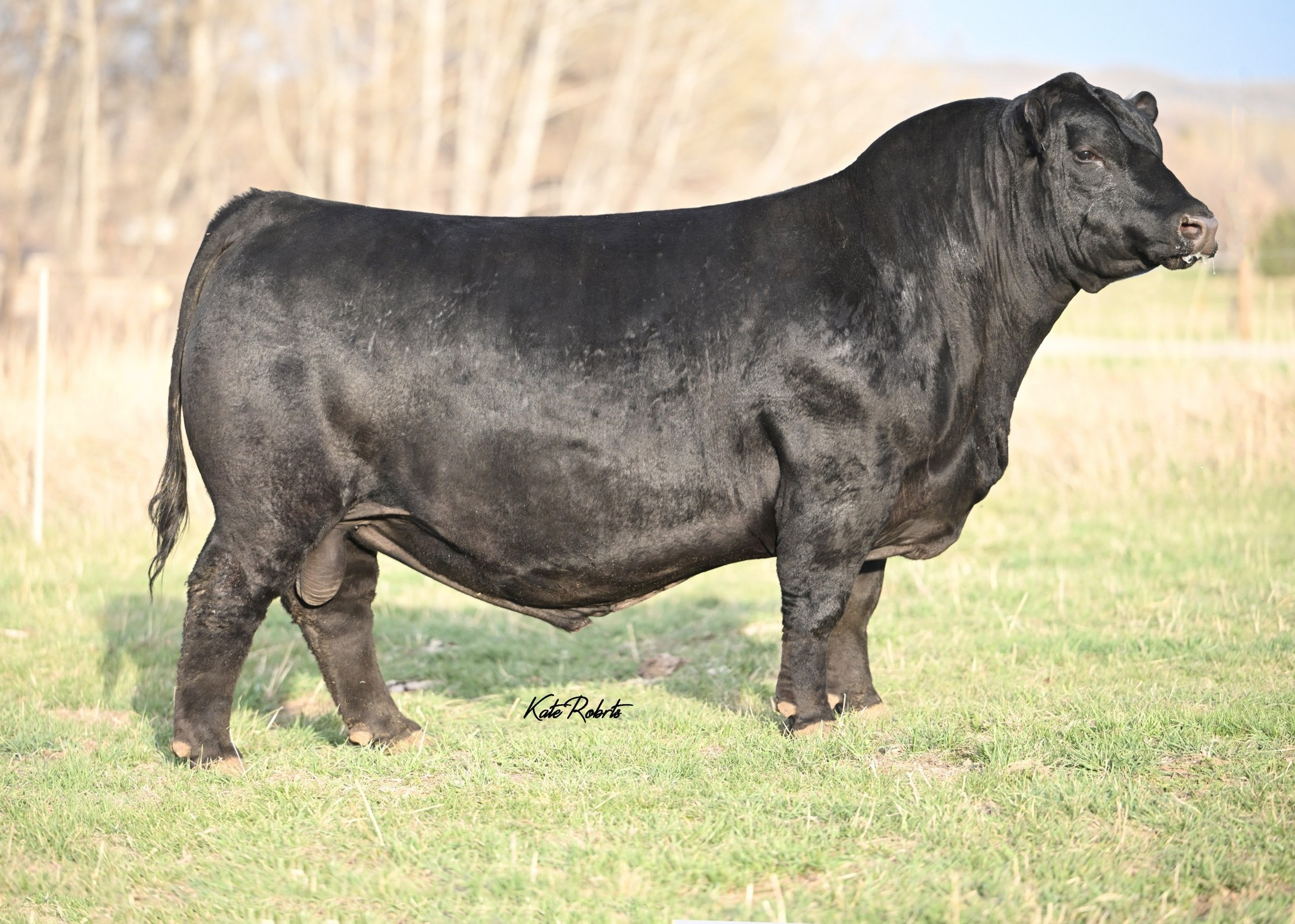 McCumber Angus Ranch | Rolette ND