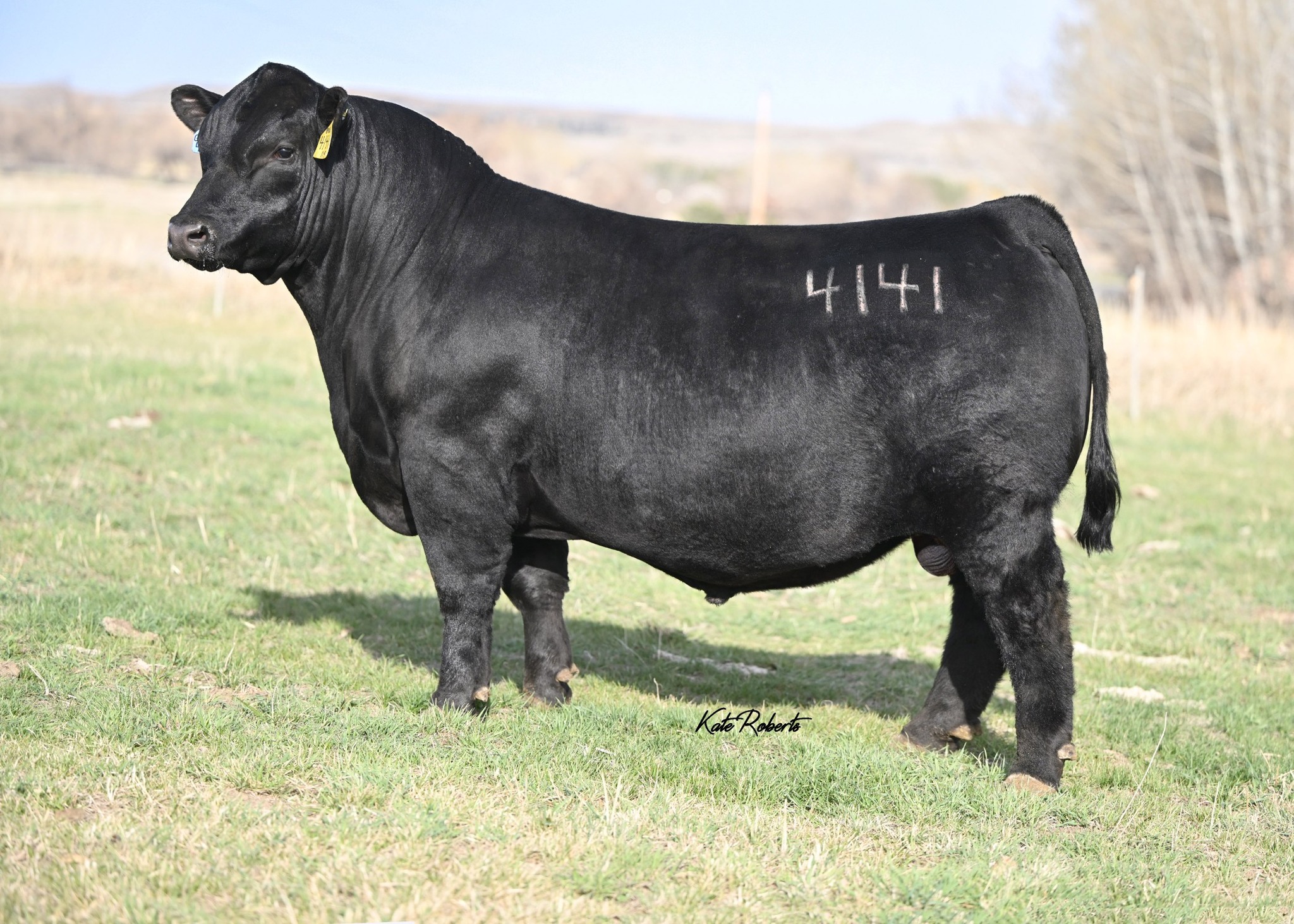 McCumber Angus Ranch | Rolette ND