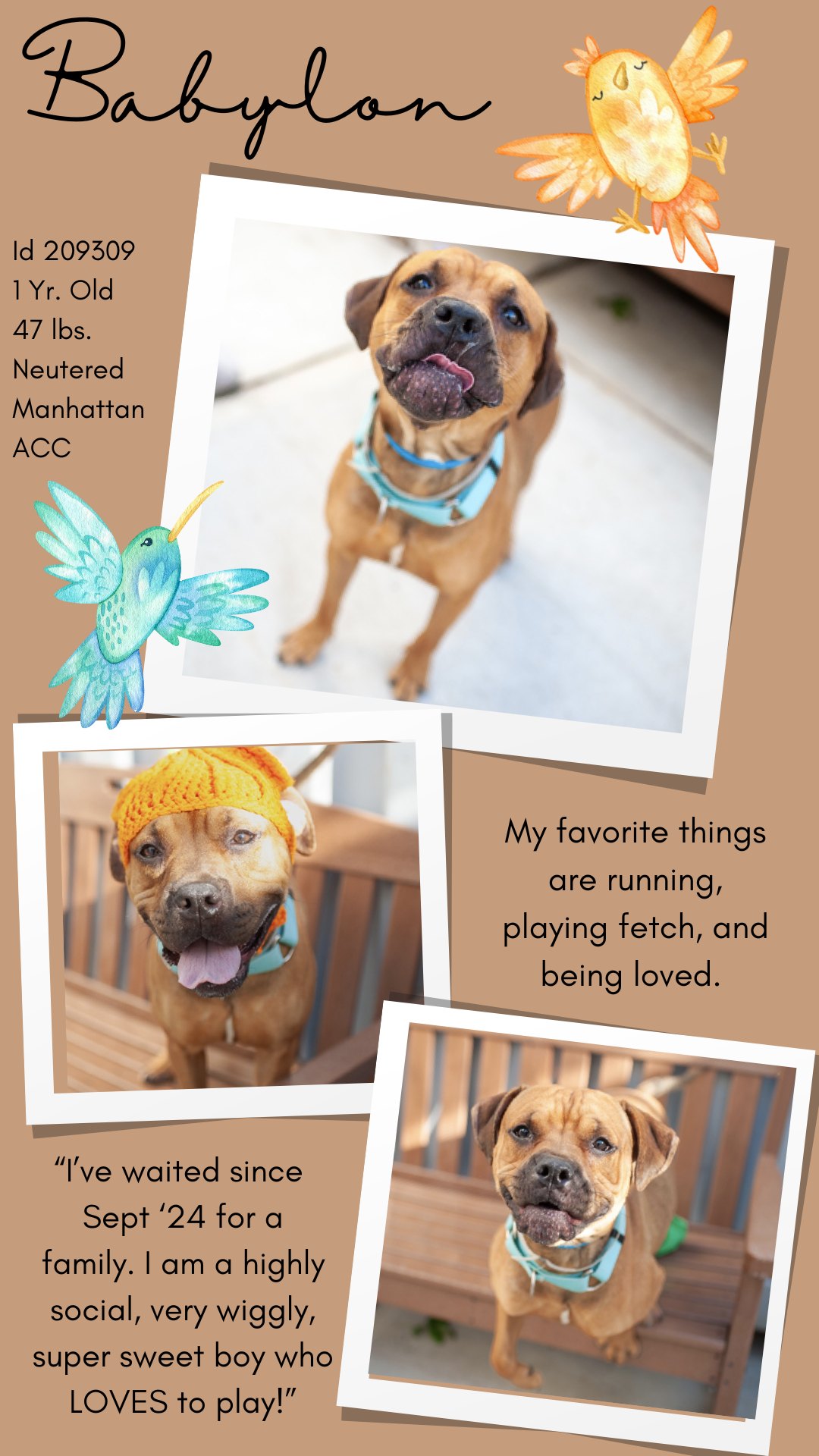 Dogs - *** ADOPTED *** $500 STIPEND IS AVAILABLE TO THE NEW HOPE ...
