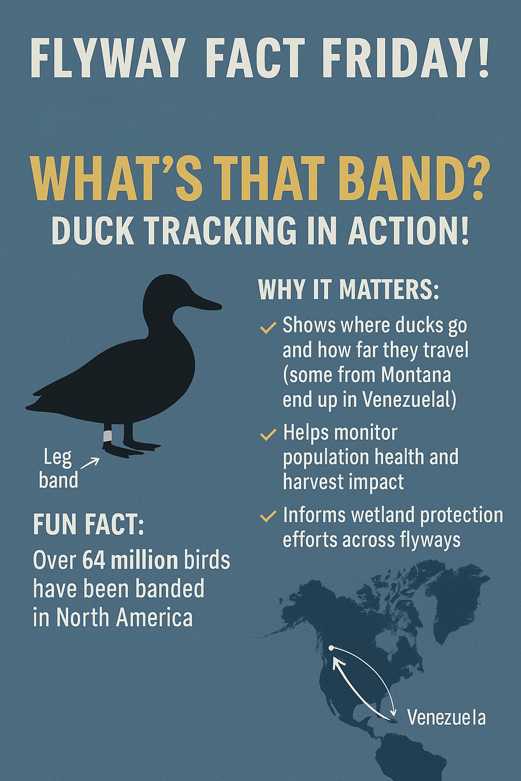 Montana - 🌍🦆 Flyway Fact Friday! 🌾 What’s That Band? Duck Tracking in ...