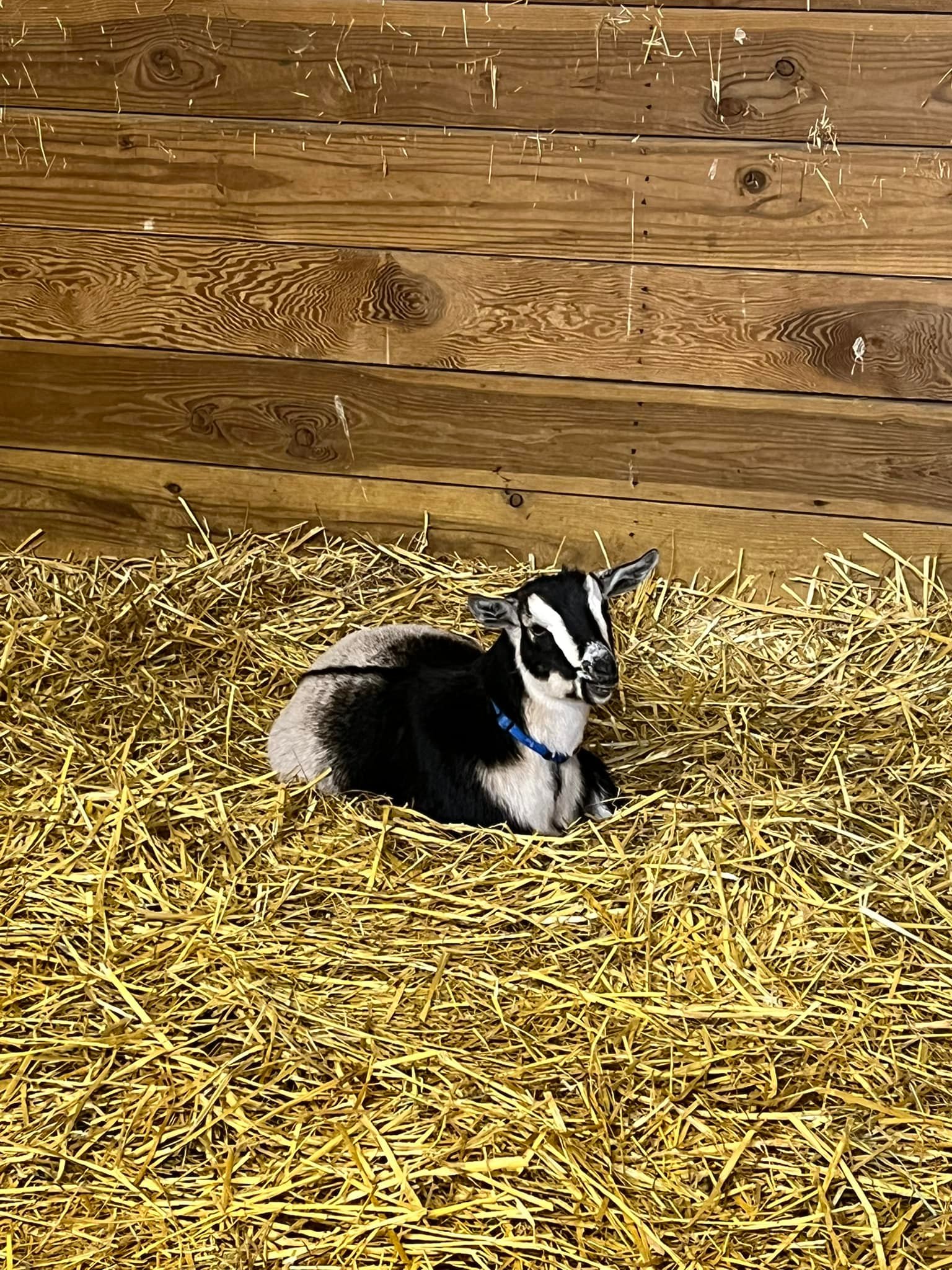 Blu's Ranch Goats