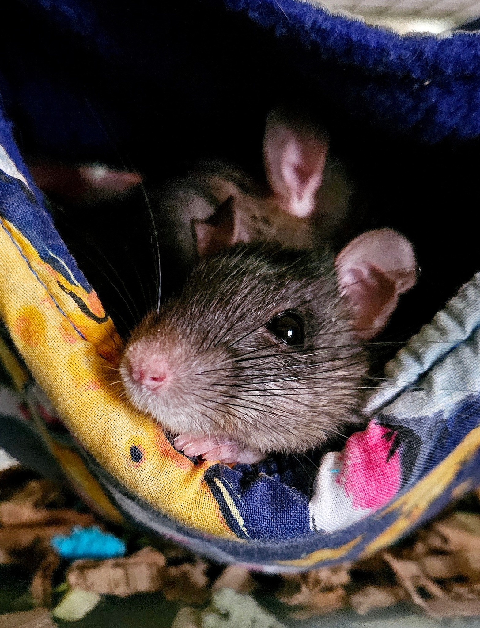 Wild Rats Sanctuary - Stichting Rattenpootjes | Ter Apel
