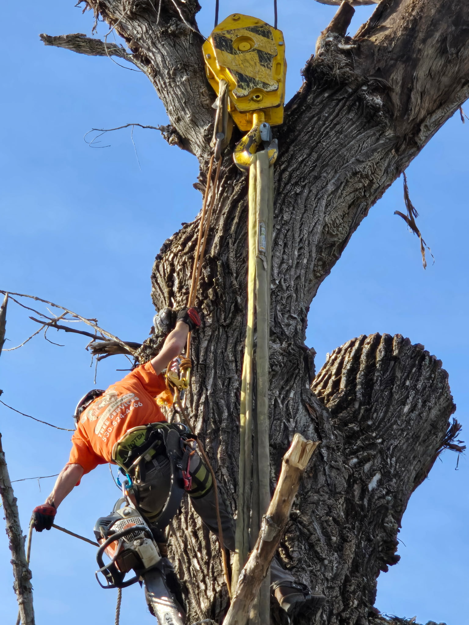 Sierra Vista Vegetation Removal and Tree Service