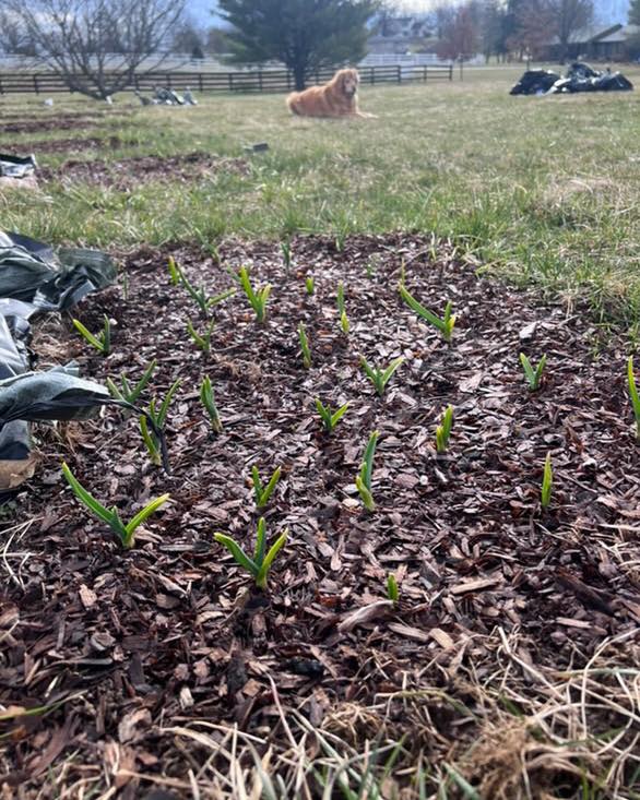 Keene Garlic - A garlic update from... | Facebook